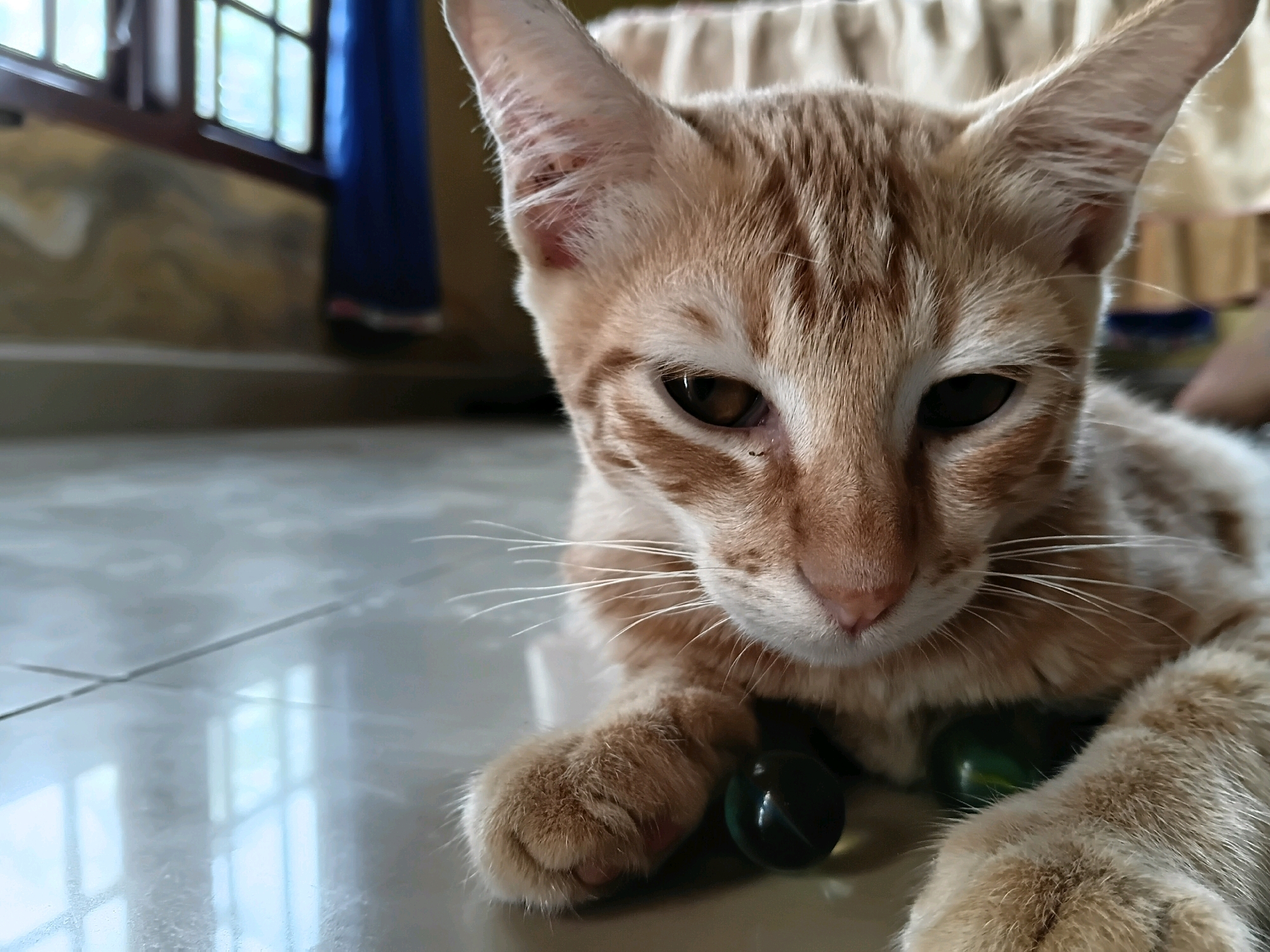 A close-up, low-angle shot captures a young orange tabby cat lying on a polished tiled floor. The cat's head is angled towards the viewer, with its body extending out of frame to the right. Two small, dark green marbles are visible beneath the cat's paws. The background is softly blurred, showing a window with light coming through, a blue curtain, and a light-colored draped fabric. The environment appears to be indoors, likely a residential space in Gilirang, Indonesia, with the tiled floor and natural light suggesting a domestic setting.