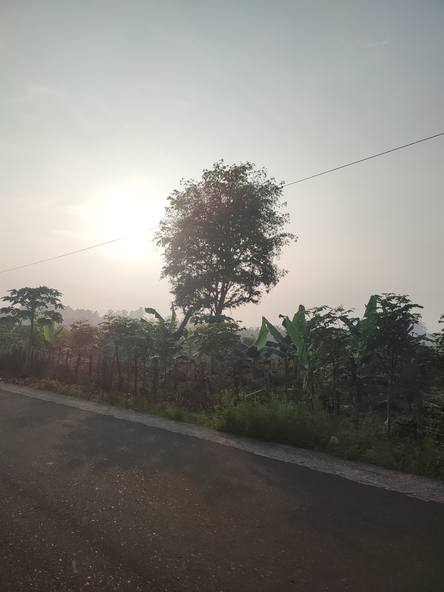 This media file captures a serene, rural landscape scene, likely taken during either sunrise or sunset, with strong indications of early morning due to the bright, hazy sky. The setting is Pantonrayeuk Satu, Indonesia.
In the foreground, a paved asphalt road extends diagonally from the bottom left corner towards the mid-right. A distinct concrete or light-colored stone curb separates the road from the adjacent strip of dense, overgrown grass and weeds.
Beyond the roadside vegetation, the image is dominated by lush, tropical foliage and trees. A large, prominent tree with a full canopy of dark leaves stands in the mid-ground, silhouetted directly against the low, bright sun. The sun's glare, visible behind the tree and casting a bright halo, illuminates the hazy sky.
Surrounding the central tree and extending into the background is a rich variety of plant life. Notably, broad-leafed banana plants and what appear to be papaya trees are visible among the dense greenery. The background features a continuous expanse of trees and foliage, appearing somewhat indistinct due to the atmospheric haze.
A single, thin utility wire stretches horizontally across the upper portion of the frame, passing in front of the large central tree. There are no people, explicit activities, or visible text in the image. The overall impression is one of natural tranquility and a peaceful dawn or dusk in a verdant, tropical environment.