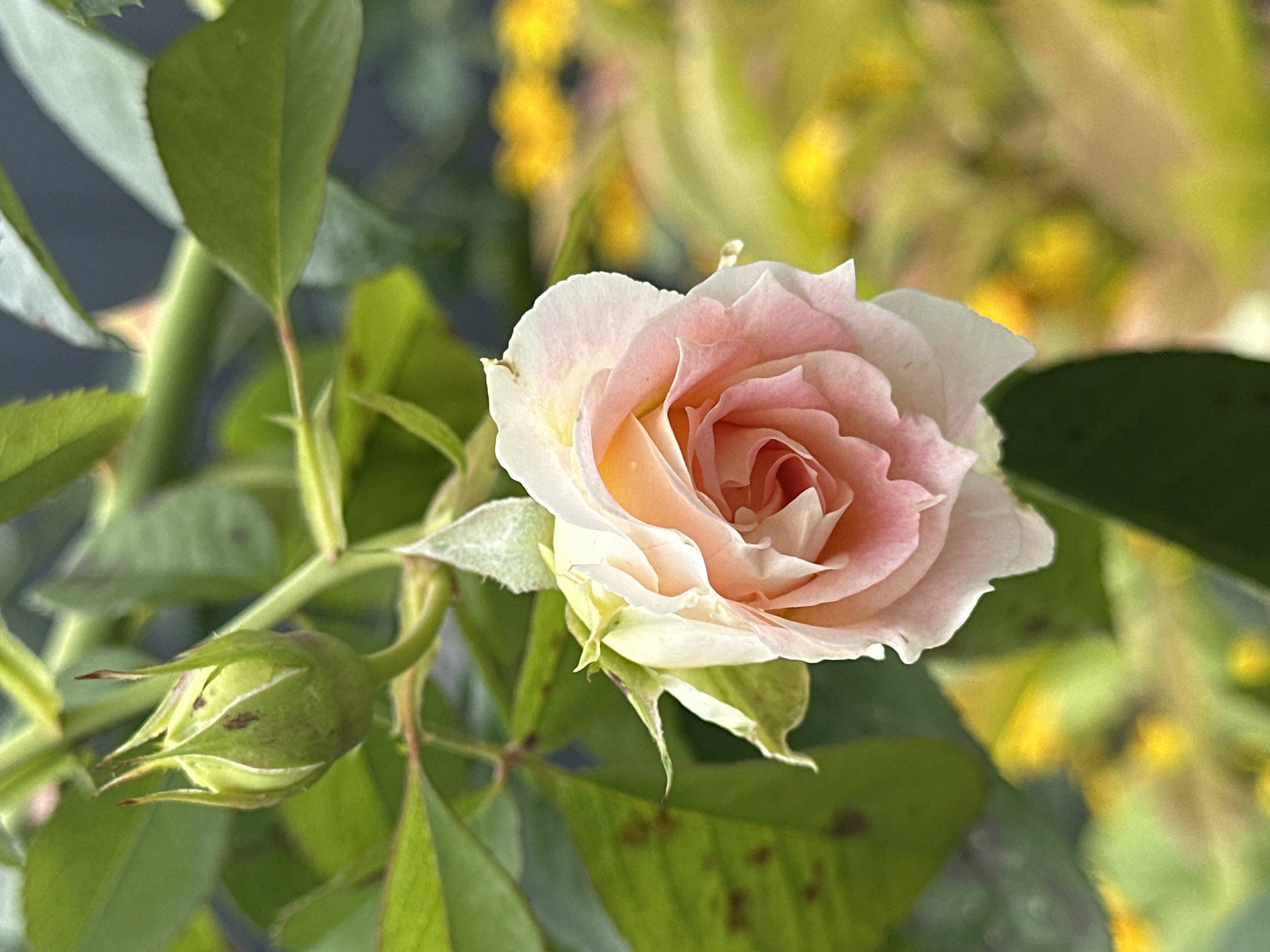 A close-up photograph captures a delicate pink rose in bloom, with its petals unfurling to reveal a swirl of lighter hues at its center. A green rosebud, positioned above and to the left of the open flower, suggests the promise of future blossoms. The rose is part of a thorny stem, with green leaves and darker, out-of-focus foliage forming the background. The blurred background also includes patches of bright yellow, likely from other flowers. The image is shot from a slightly upward angle, focusing on the beauty of the rose and its bud. The scene is set in a garden in Yessentuki, Russia, where the cool, damp air of early morning likely enhances the vibrancy of the flora. The overall impression is one of natural beauty and tranquility.