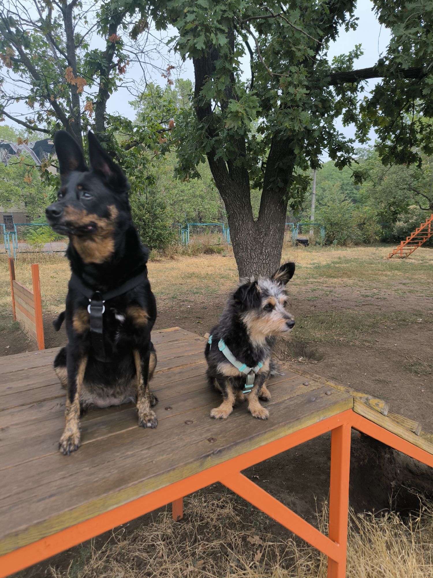 Two dogs are sitting on a wooden platform in an outdoor dog park. The dog on the left is a large black and tan dog wearing a black harness. The dog on the right is a smaller, scruffy-looking dog with black, tan, and white fur, wearing a light blue harness. The platform is elevated and has orange supports. In the background, there are trees, dry grass, a fence, and an orange structure with stairs, suggesting an agility course. The sky is overcast, and the overall atmosphere is muted. The location is identified as Mykolaiv, Ukraine.