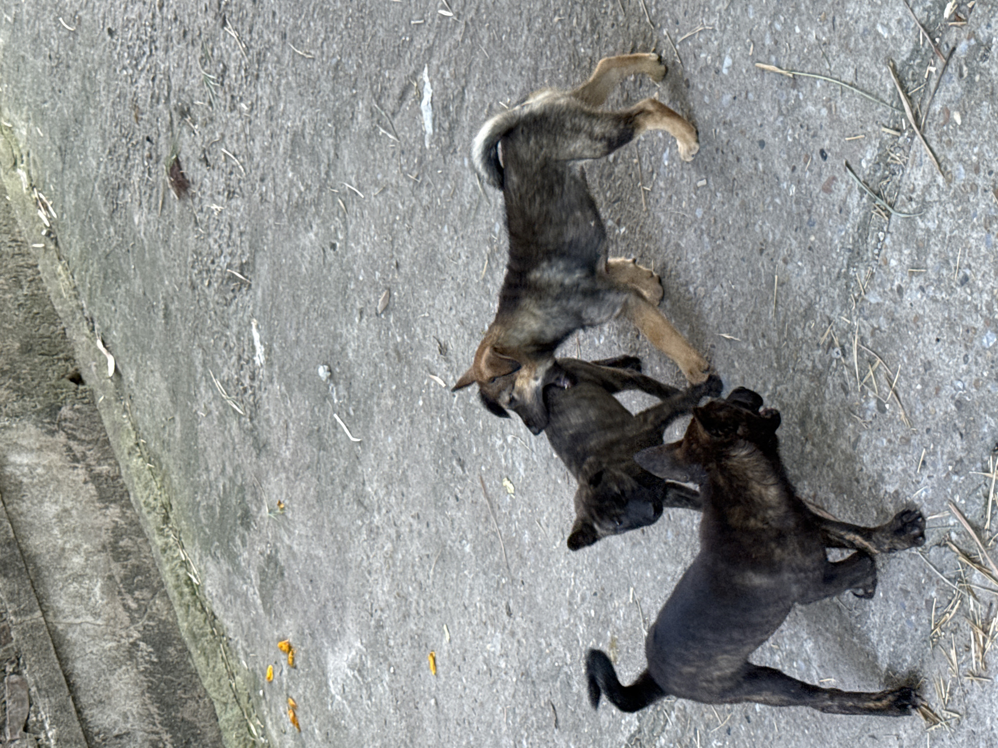 The image depicts three puppies playing on a concrete surface. The puppies are dark in color, with brindle patterns on their fur. They appear to be wrestling or tumbling over each other. The background consists of a gray concrete surface with some scattered debris like dry grass. The location is Hà Nội, Vietnam. The concrete appears to be a sidewalk and is also slightly slanted.