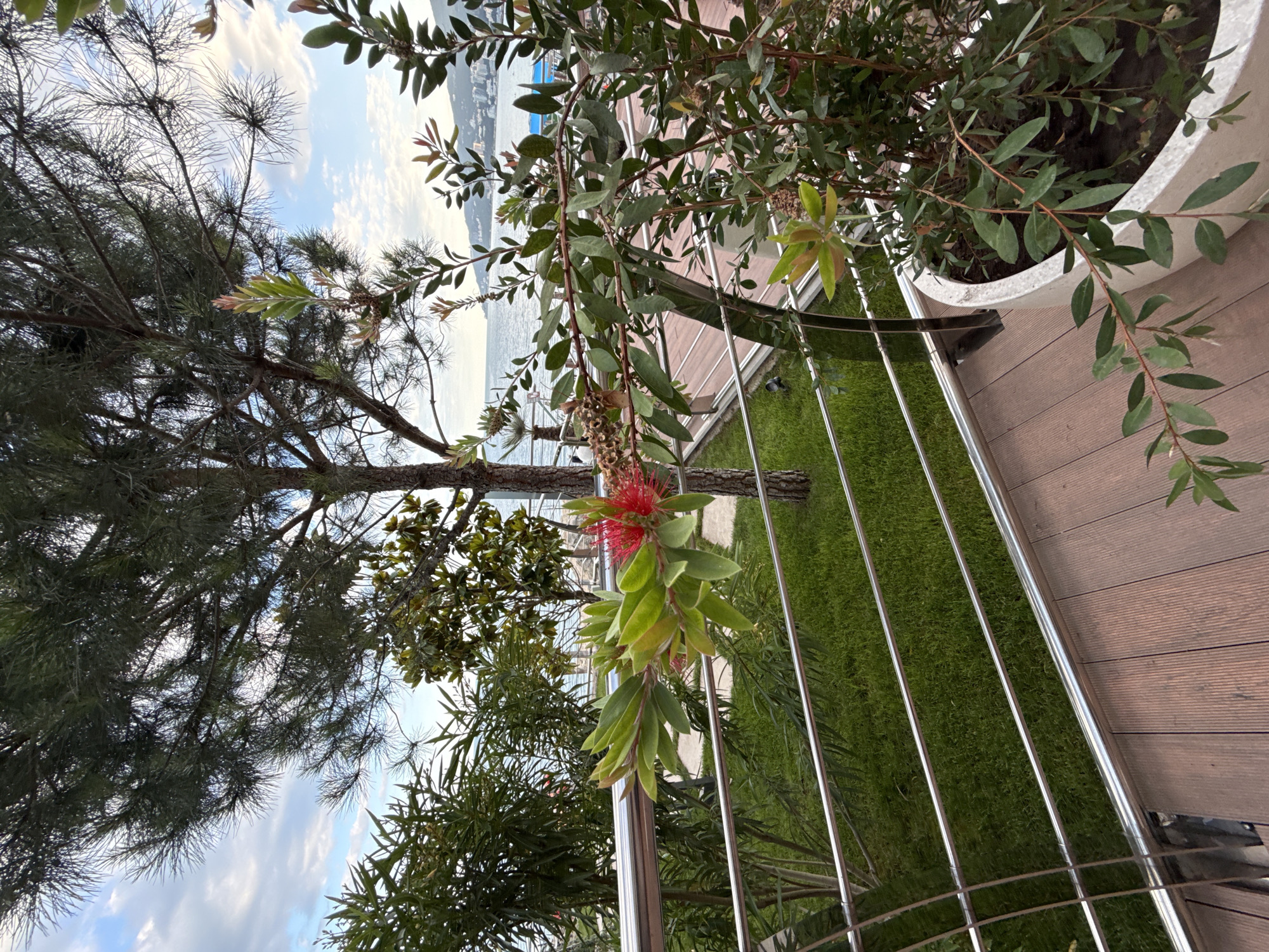 A sunny day unfolds in Yalta, Ukraine, where a balcony overlooking the sea offers a tranquil vista. The foreground is dominated by a lush potted plant with delicate red blooms, its branches stretching towards the viewer. A sleek metal railing borders the wooden deck, separating it from a vibrant green lawn. Beyond the lawn, a cluster of trees, including a tall pine, stands as a verdant backdrop. The sea, a tranquil expanse of blue, stretches to the horizon, dotted with distant ships and a town nestled along the coastline. The sky, a canvas of soft white clouds, promises fair weather.