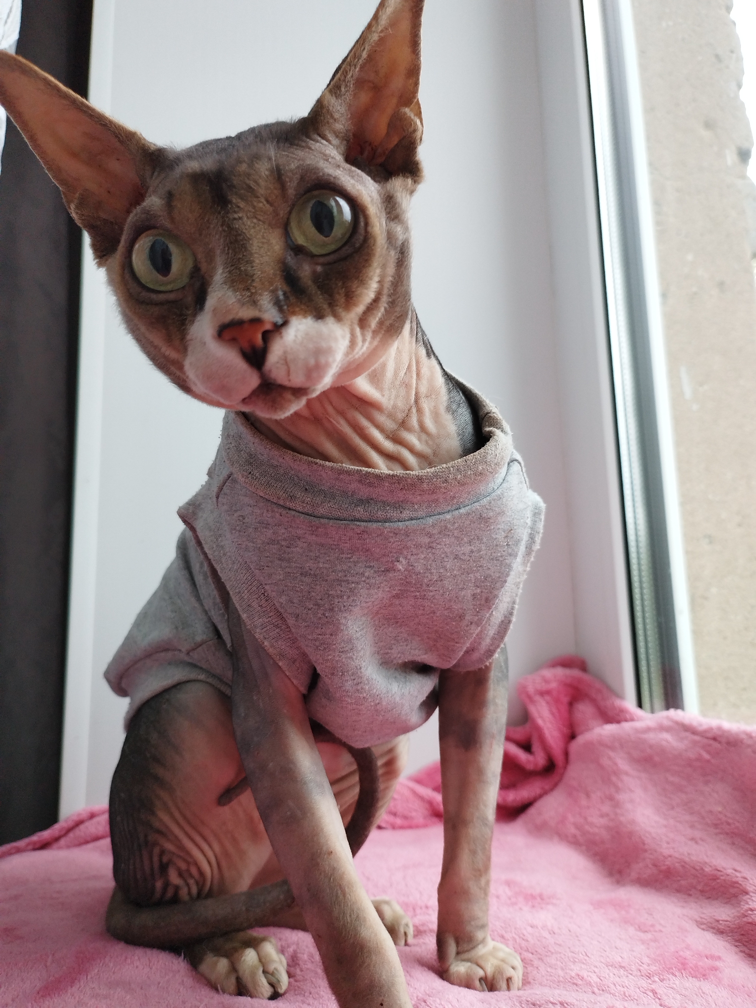 A close-up, low-angle shot shows a hairless cat sitting on a pink blanket in front of a window. The cat is wearing a gray t-shirt and looking towards the camera with large, green eyes. The background is blurred, with a white wall on the left and a window frame and blurry outdoor scenery on the right. The cat's skin is wrinkled, and its ears are large and pointed. The lighting is soft, casting a slight shadow on the cat's face.