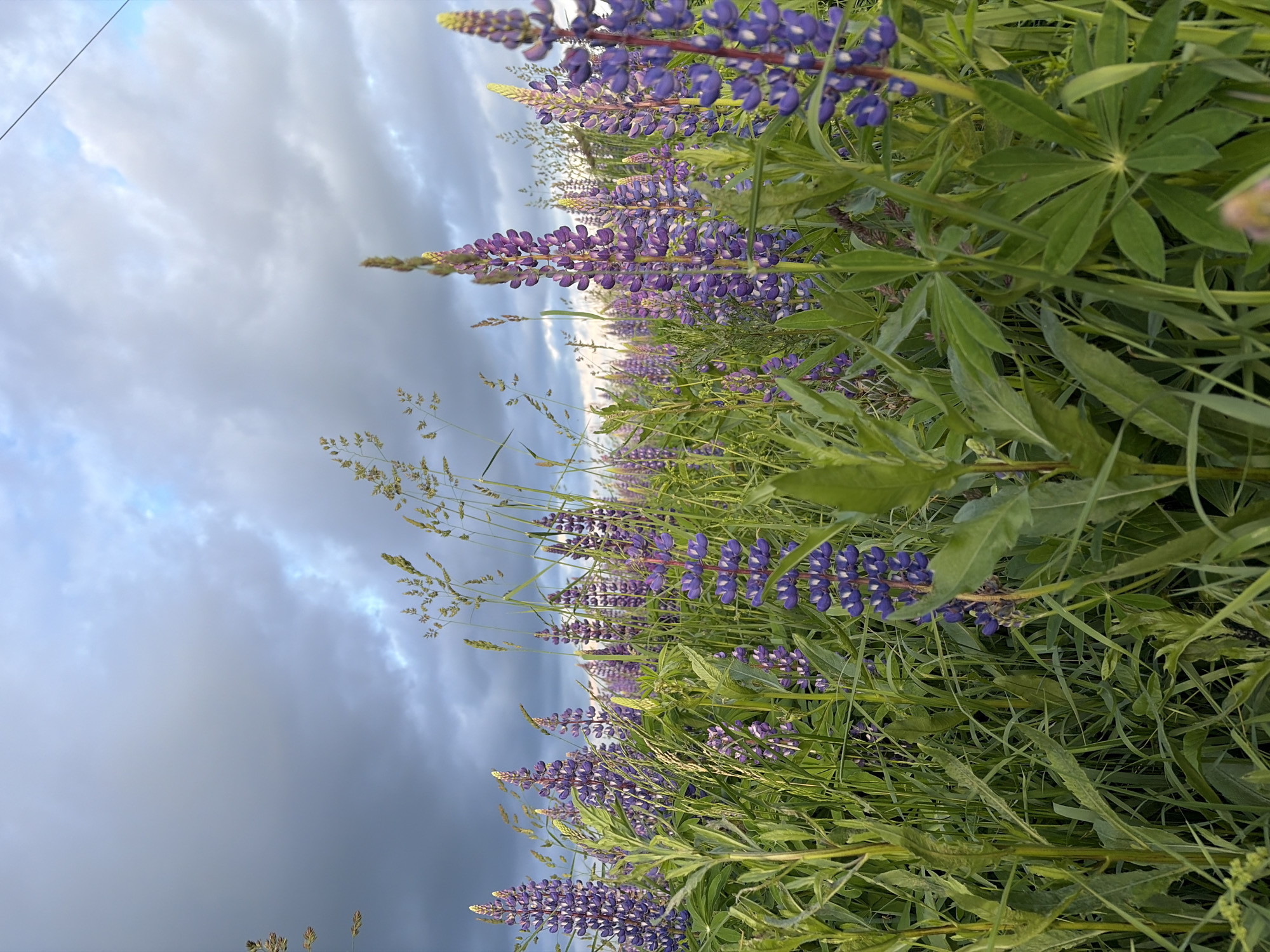 A low-angle, full shot captures a field of purple lupine flowers under a cloudy sky. The flowers are densely packed, with tall spikes of purple blooms dominating the foreground and middle ground. Some taller grasses are interspersed among the flowers. The sky above is a mix of dark gray and lighter blue clouds. The scene is set in a natural environment, likely a meadow or field, given the abundance of wild flowers and grasses. The location is identified as Большая Уса, Russia. There are no people or animals visible in the image.
