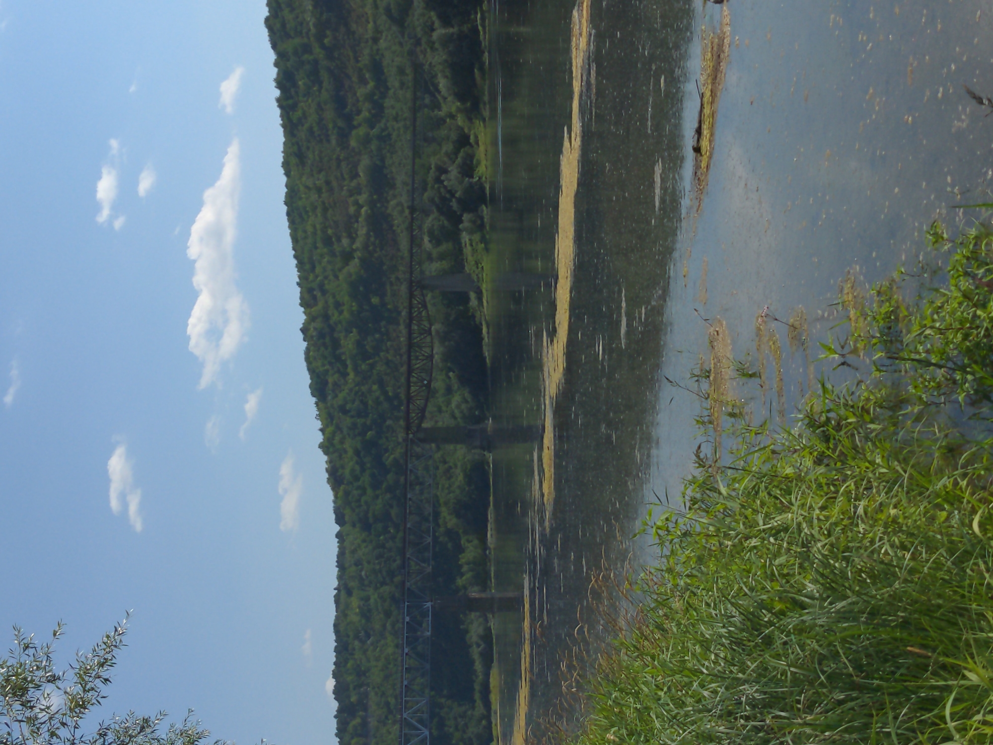 A wide, calm river flows through a verdant landscape under a clear blue sky with scattered white clouds. In the background, a densely forested hill rises, its slopes covered in lush green trees. Spanning the river is a long, metallic railway bridge supported by several concrete piers. The water's surface is dappled with sunlight and shows patches of floating algae. The foreground is dominated by tall green grass and reeds growing along the riverbank. The scene depicts a tranquil natural environment with human infrastructure seamlessly integrated. The image was taken in Zalishchyky, Ukraine.