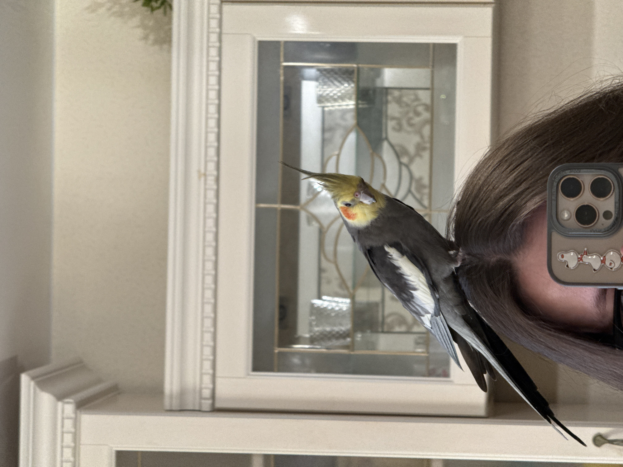 A cockatiel is perched on top of a person's head, which is reflected in a mirror. The bird has a yellow crest, orange cheeks, and grey and white plumage. The person has long, dark brown hair. They are holding a smartphone in front of their face, with the screen showing an image of cartoon ducks. In the background, there is a large, cream-colored cabinet with glass doors and decorative molding. The scene is indoors, likely in a residential setting. There is no indication of the location being in Chaikovsky, Russia.