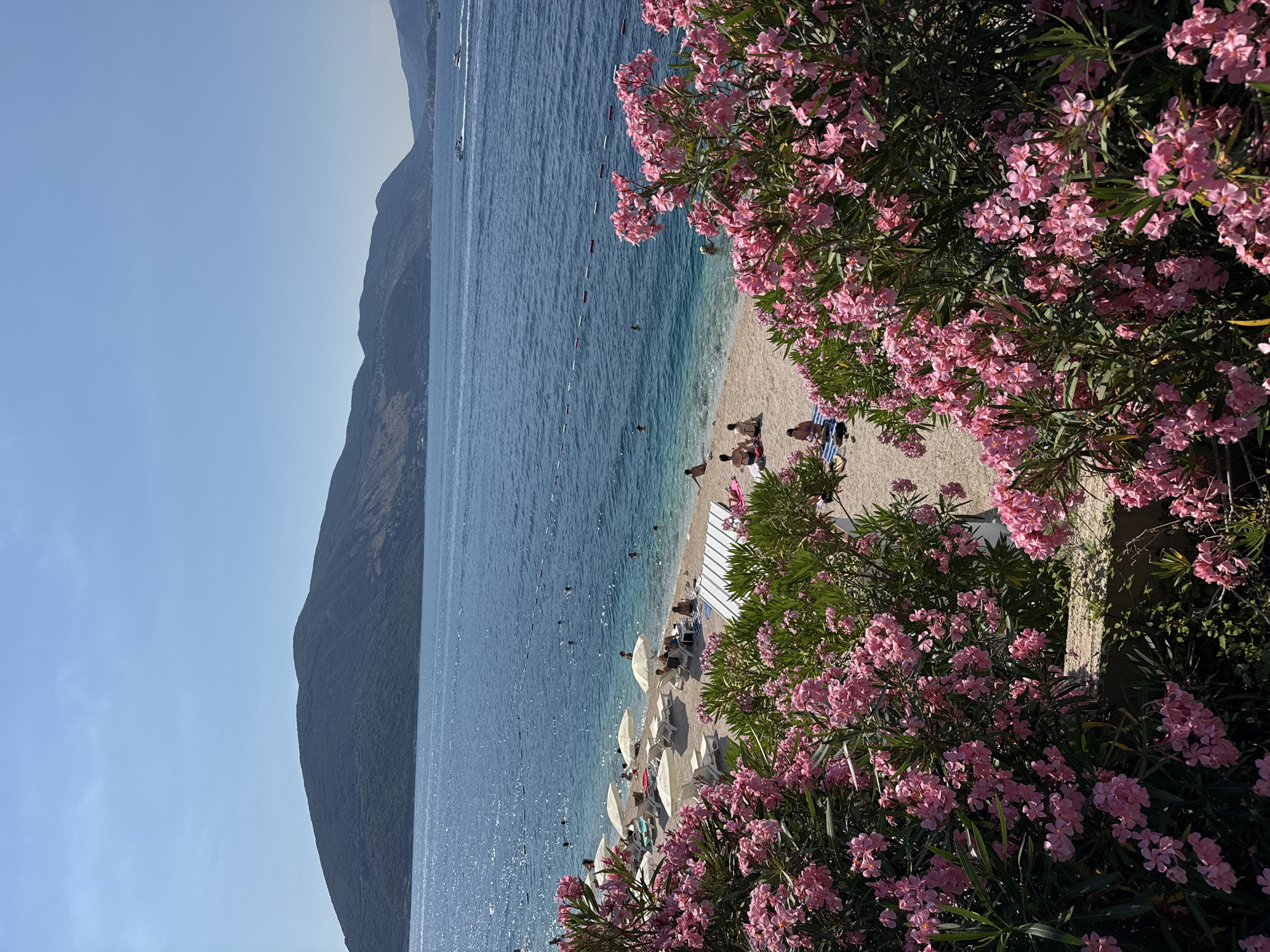 The image depicts a serene beach scene on a sunny day. In the foreground, vibrant pink oleander flowers with lush green foliage dominate, framing the view of the beach and the sea. The beach itself is sandy, with several beach umbrellas providing shade for sunbathers lounging on chairs and towels. People are scattered across the sand and in the clear blue water, swimming and relaxing. The sea is calm and stretches out to the horizon, where rolling, tree-covered hills meet the clear blue sky. Two boats are visible in the distance on the water.