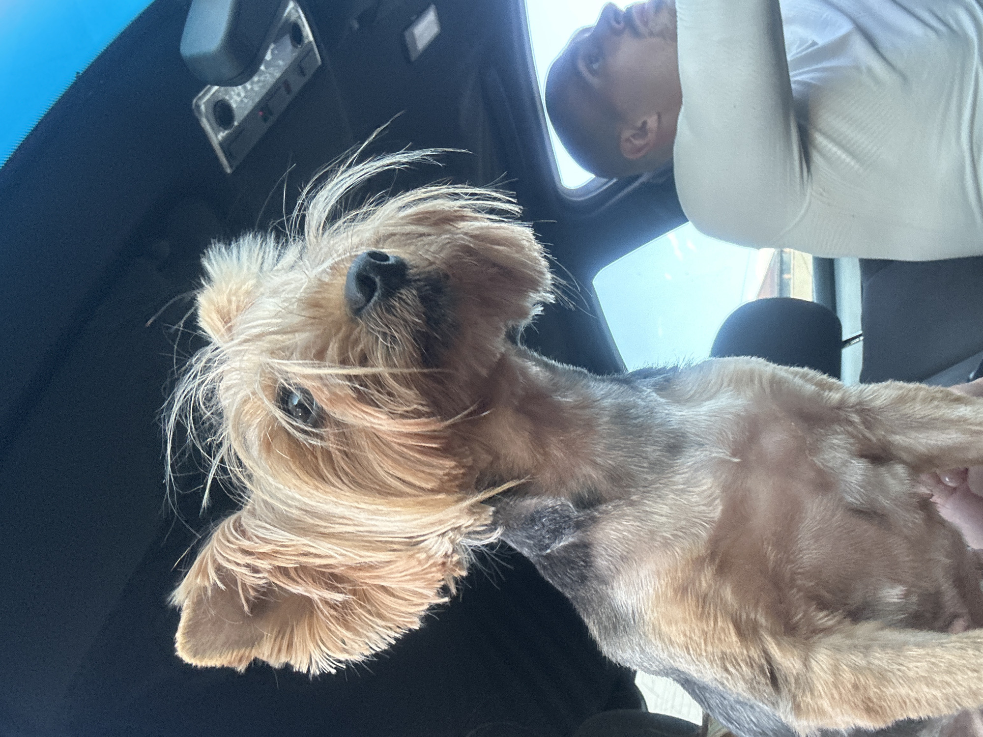 A medium shot with a low angle captures a Silky Terrier breed dog inside a vehicle. The dog's head and upper body are prominently featured, with the dog looking upwards and towards the left side of the frame. The dog's fur is predominantly light brown, with darker patches on the back and neck. The front of the vehicle is visible in the background, including the windshield and a rearview mirror with buttons. A person's face and upper body are also visible, positioned above the dog. The person is wearing a light-colored long-sleeved shirt. The surrounding environment suggests an interior car setting during daylight, with a glimpse of the outside sky. There is no indication of Burgas, Bulgaria in the image.