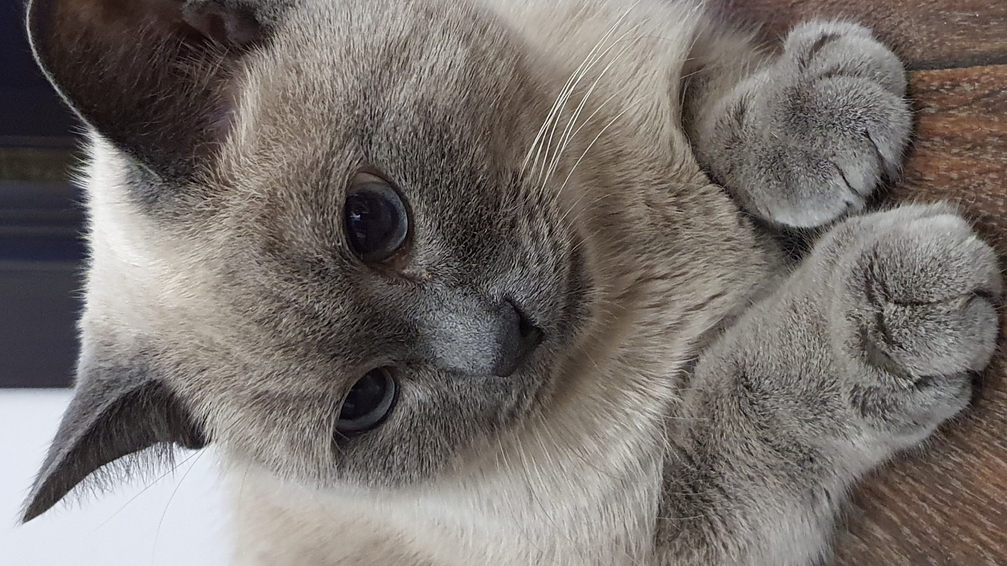 This is a close-up, eye-level, slightly tilted photograph of a domestic cat lying on its side. The cat has short, grey fur with lighter accents around its face and chest. Its eyes are dark and appear to be looking downwards and slightly to the left. The cat's ears are visible, one more prominently than the other. Its front paws are tucked close to its body, with the fur on its paws appearing softer and fluffier. The background shows a textured surface, possibly wood, in a warm brown tone, and a darker, out-of-focus area to the left. The lighting suggests an indoor setting, with no indication of time of day or weather. The cat's expression appears calm and relaxed. There is no visible text in the image. The photograph was taken in Krasnoyarsk, Russia.