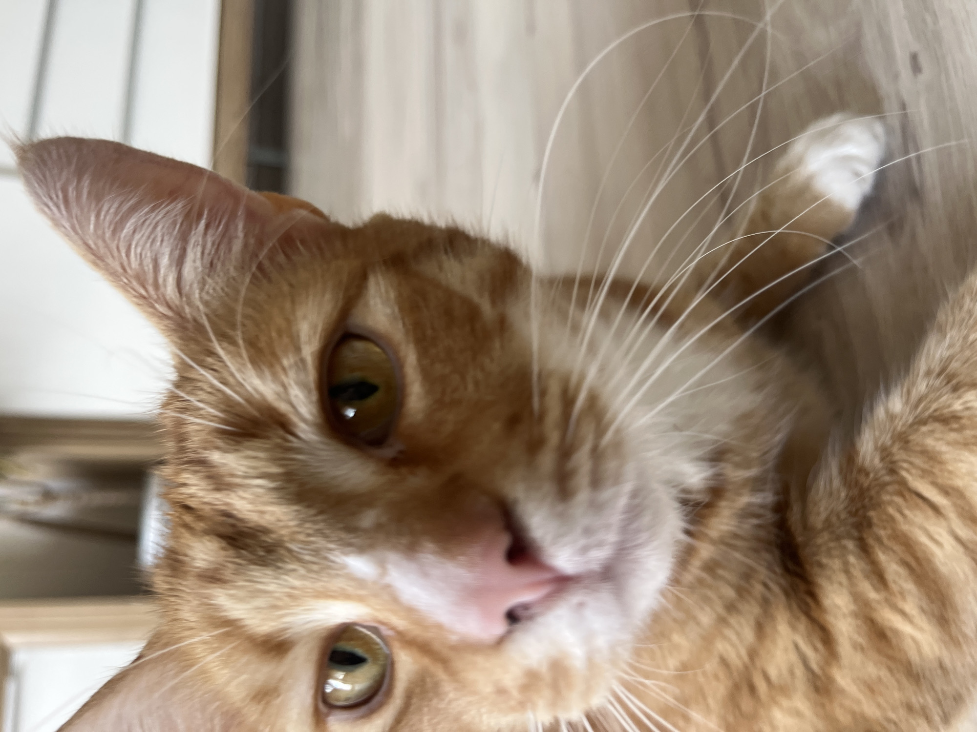 An orange tabby cat with green eyes is pictured in a close-up, head-and-shoulders shot. The cat is looking directly at the camera, its nose is pink, and it has white whiskers. The background is blurred but appears to be an indoor setting with wooden flooring and what looks like furniture. The image does not provide any information to locate it in Zabrze, Poland.