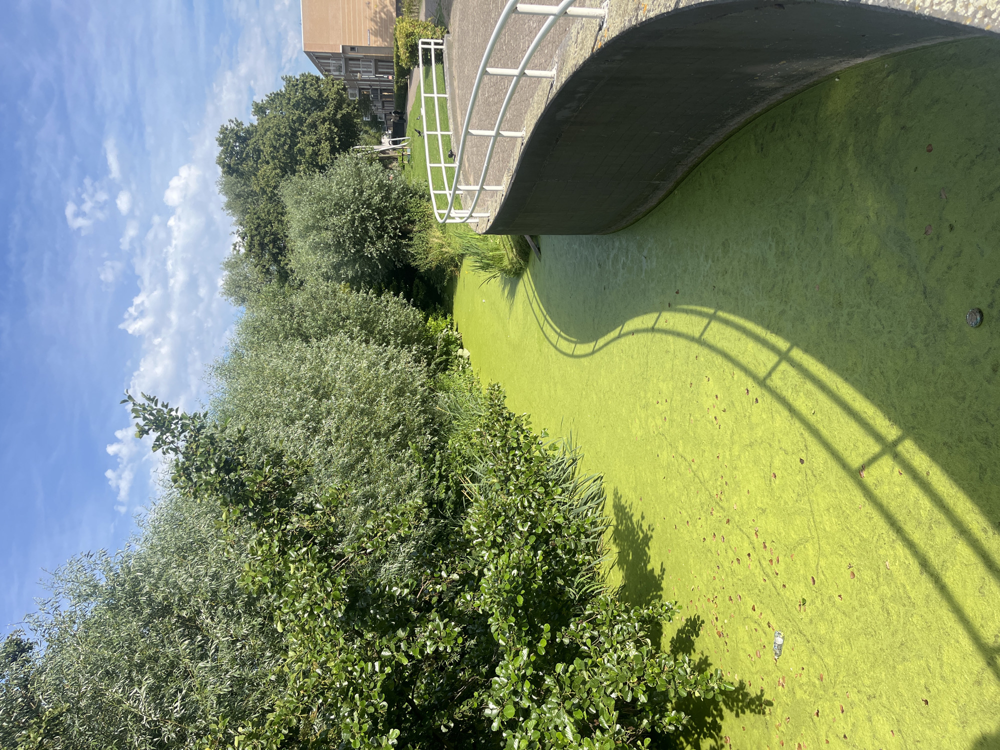 An outdoor, eye-level, medium shot captures a curved, dark concrete wall with a white railing, bordering a narrow, bright green, algae-covered canal. The canal is partially shaded by lush green trees with dense foliage on the left, and its water is thick with green growth. A plastic water bottle floats on the surface of the canal. Beyond the trees on the right, a modern, multi-story residential building with a tan facade and balconies is visible under a blue sky with scattered white clouds. The scene appears to be a park or urban waterway.
