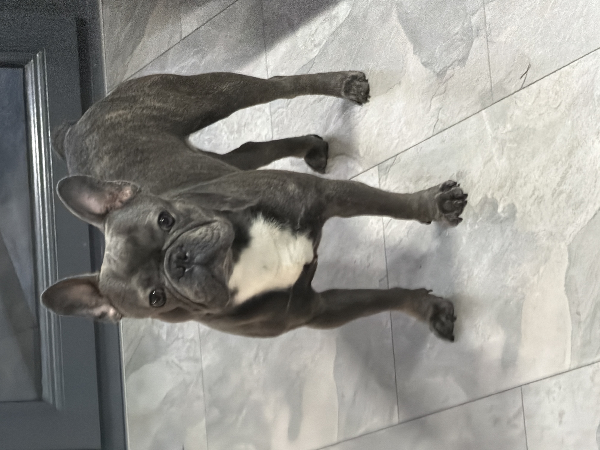 A brindle French Bulldog stands on a light grey tiled floor, facing forward. The dog has a white patch on its chest and is looking directly at the camera. Behind the dog is a dark grey cabinet. The lighting suggests an indoor environment, likely a kitchen or hallway. The image is set in the city of Ruse, Bulgaria.