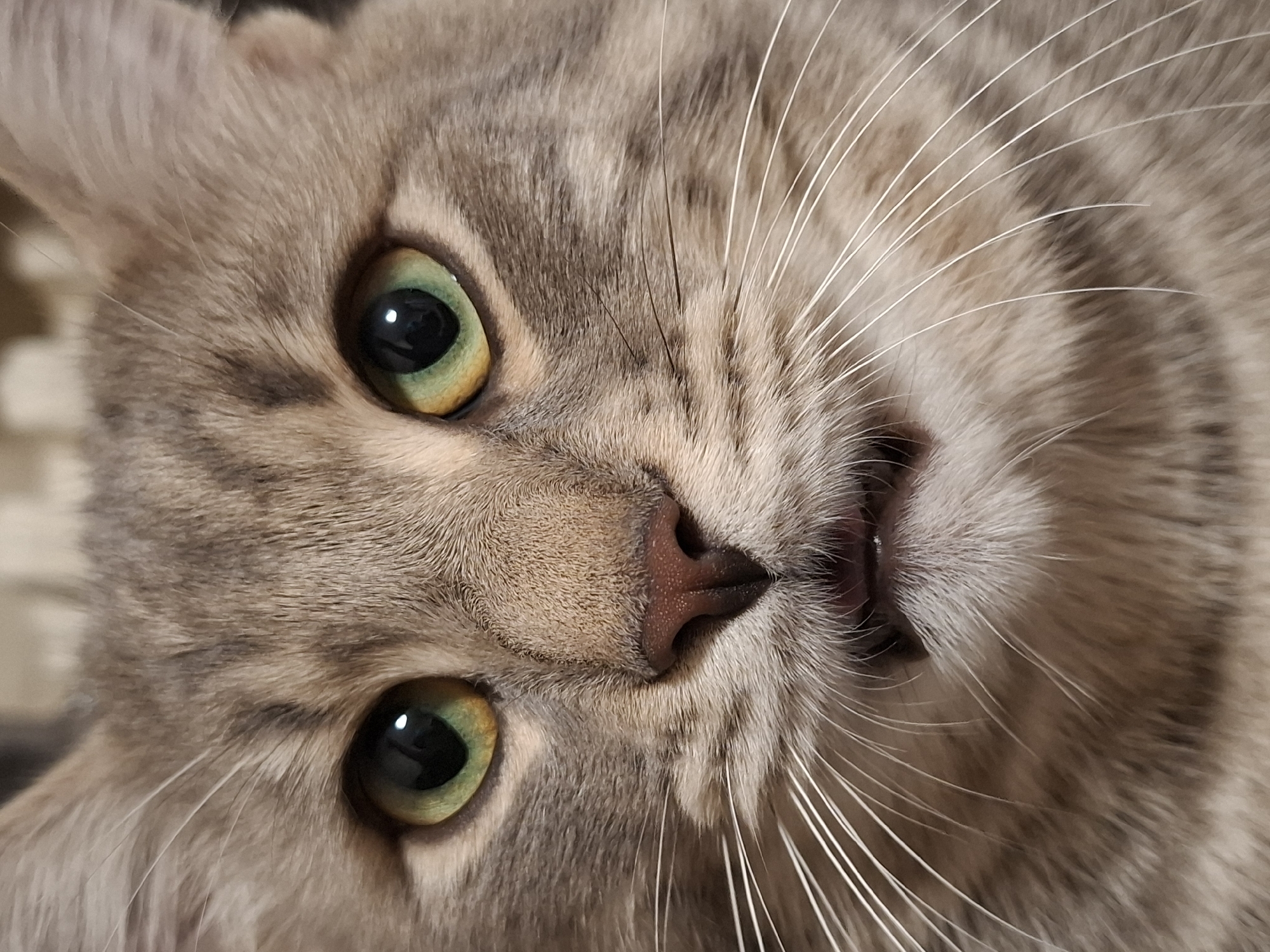 A close-up, vertically-oriented image shows the face of a gray tabby cat with striking green eyes. The cat is positioned so that its nose is centrally located and oriented towards the upper right corner. The cat's fur appears soft and dense. Its whiskers are prominently displayed, fanning out from either side of its nose. The background is blurred and indistinct. No city or location is discernible from this image.