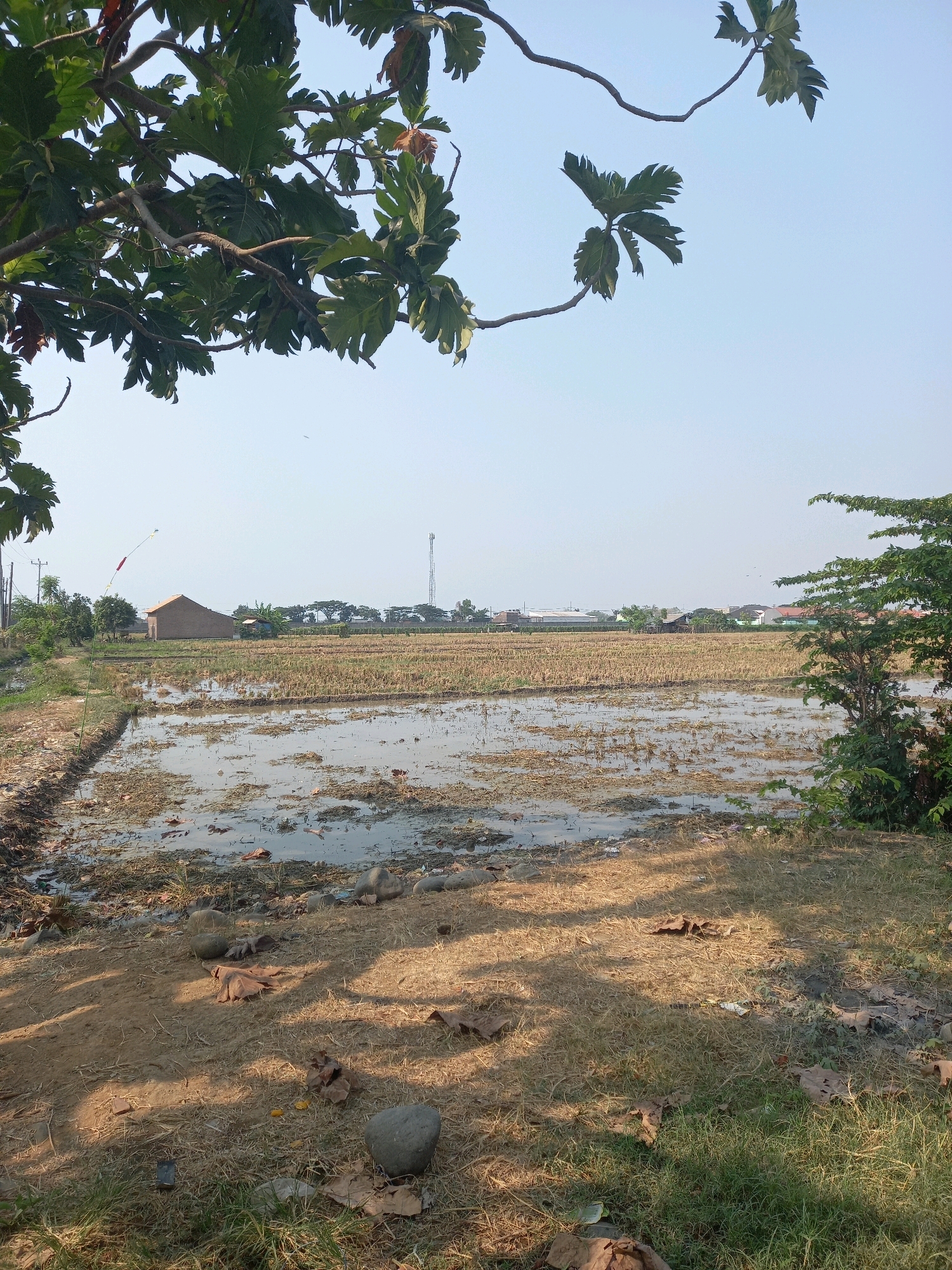 This is a full-shot, eye-level outdoor photograph of a rural scene in Pemalang, Indonesia. The foreground is dominated by a dirt path covered in dry grass and fallen leaves, with several large stones scattered about. In the middle ground, a flooded rice paddy stretches across the frame, reflecting the clear blue sky. The paddy appears to have been recently harvested, with stubble visible amongst the water. Beyond the paddy, a small, light brown building with a dark roof stands on the left, with other structures and trees forming a distant treeline. A tall cell tower is visible on the right, piercing the sky. Lush green trees with large, lobed leaves hang from branches in the upper left and right corners of the image, framing the landscape. The overall impression is one of agricultural land during a period of post-harvest flooding, under a bright, clear sky.