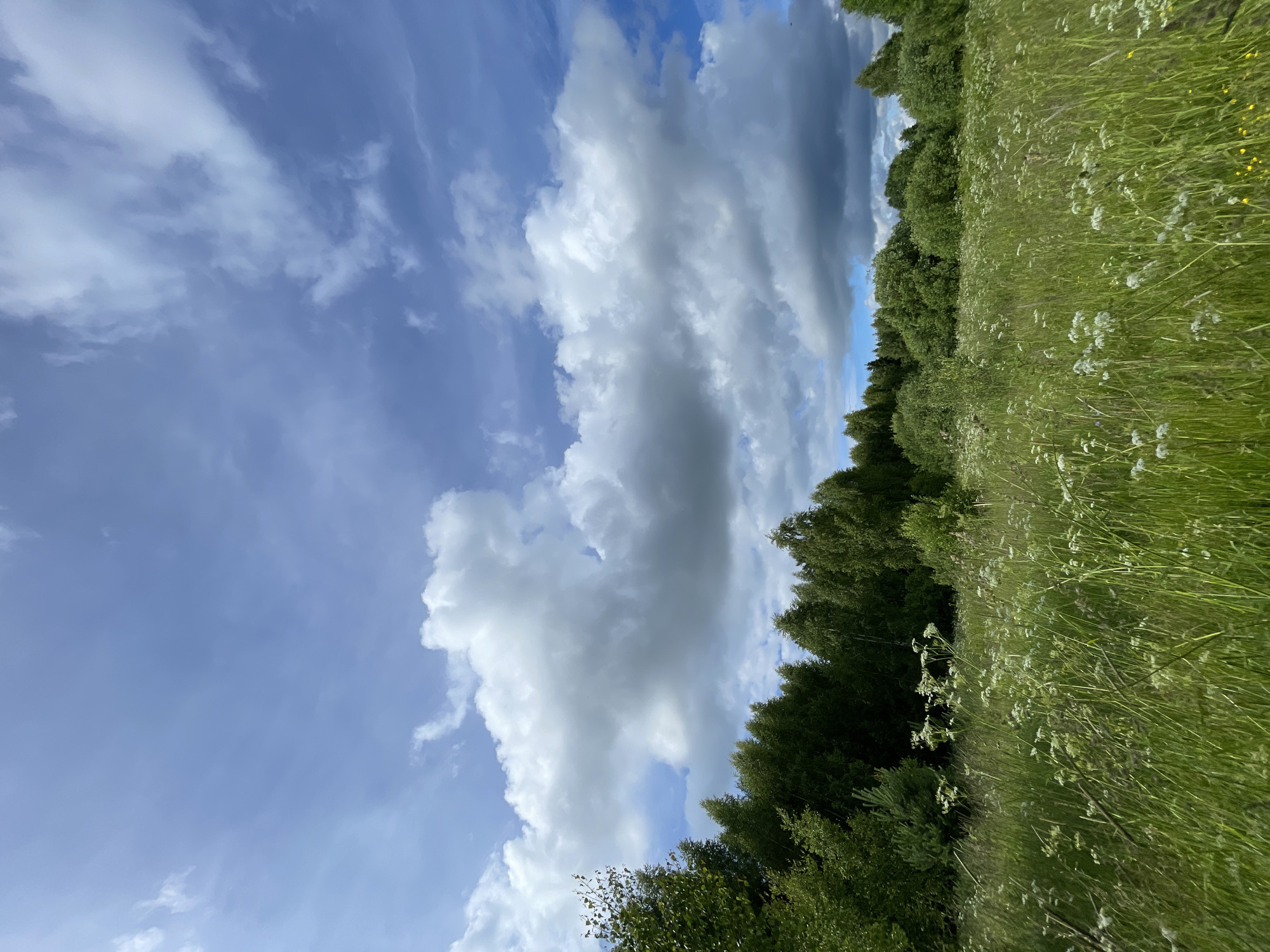 The image depicts a natural landscape featuring a field of tall green grass interspersed with small white wildflowers in the foreground. A dense line of green trees forms a treeline in the midground, with a variety of deciduous and coniferous trees visible. The background is dominated by a bright blue sky with dramatic, fluffy white and gray clouds. The scene appears to be a park or natural area, potentially located in or near the city of Заречный, Russia, given the absence of urban structures and the presence of abundant vegetation under a wide sky. No people or animals are present in the image.