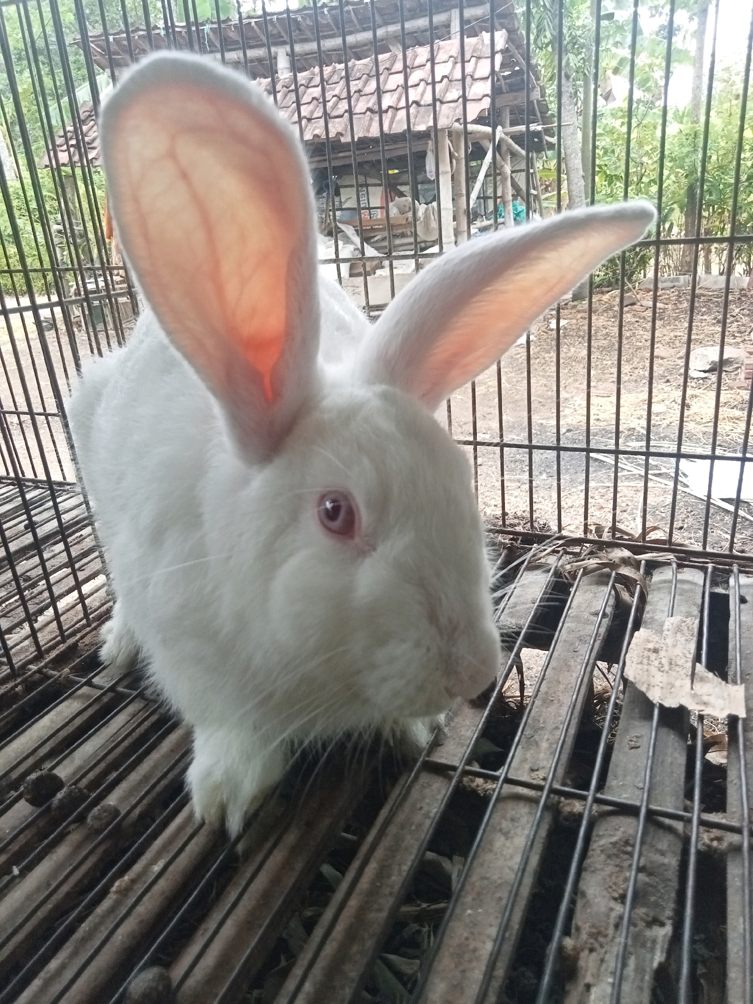 A white rabbit with large, prominent ears and pink eyes is housed in a metal cage. The rabbit is positioned on the left side of the cage, facing towards the right. The cage floor is made of parallel metal bars. In the background, behind the cage, there is a rustic structure with a tiled roof and several trees and vegetation, suggesting an outdoor setting. The overall environment appears to be rural, consistent with the outskirts of a city like Trenggalek, Indonesia.