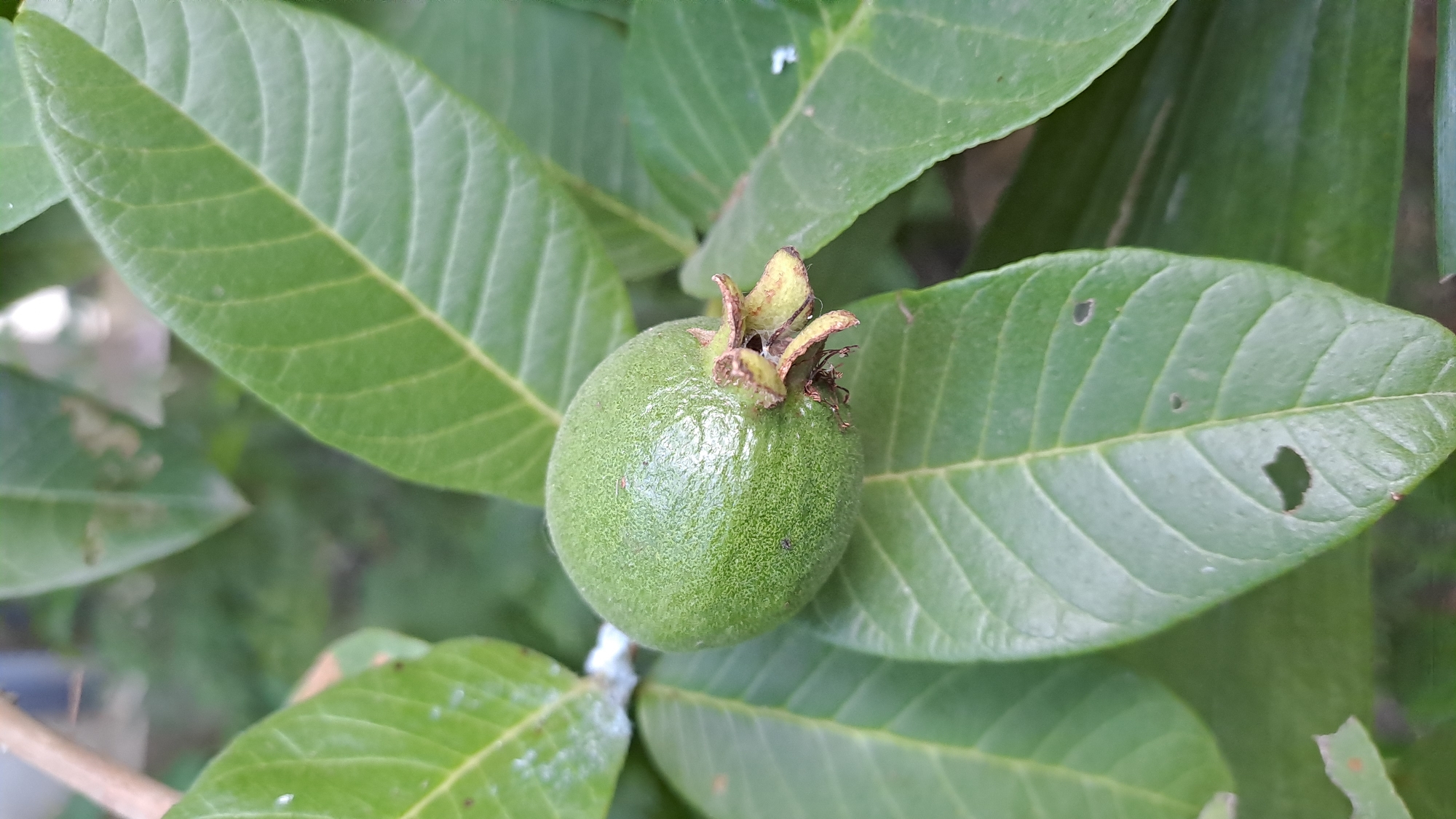 A close-up shot captures a small, green, unripe guava fruit nestled among its leaves. The fruit is round with a textured skin, and the calyx remains attached at its base. The leaves are broad and ovate with prominent veins, some showing signs of minor damage, such as small holes. The background is a soft blur of green foliage, suggesting an outdoor, natural setting. The image was taken in Geulanggang Baro, Indonesia.