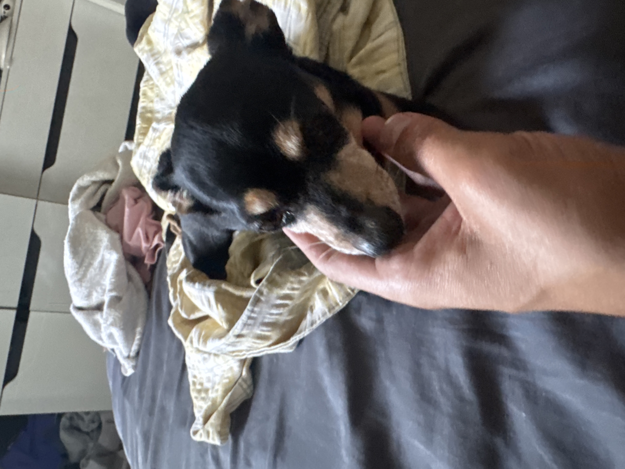 An overhead shot captures a small black and tan dog resting on a bed covered with various pieces of fabric, including a yellow patterned sheet and white and pink blankets. A person's hand is gently stroking the dog's face. The background shows a chest of drawers, suggesting an indoor domestic setting. There is no identifiable information to pinpoint the location within Sofia, Bulgaria.
