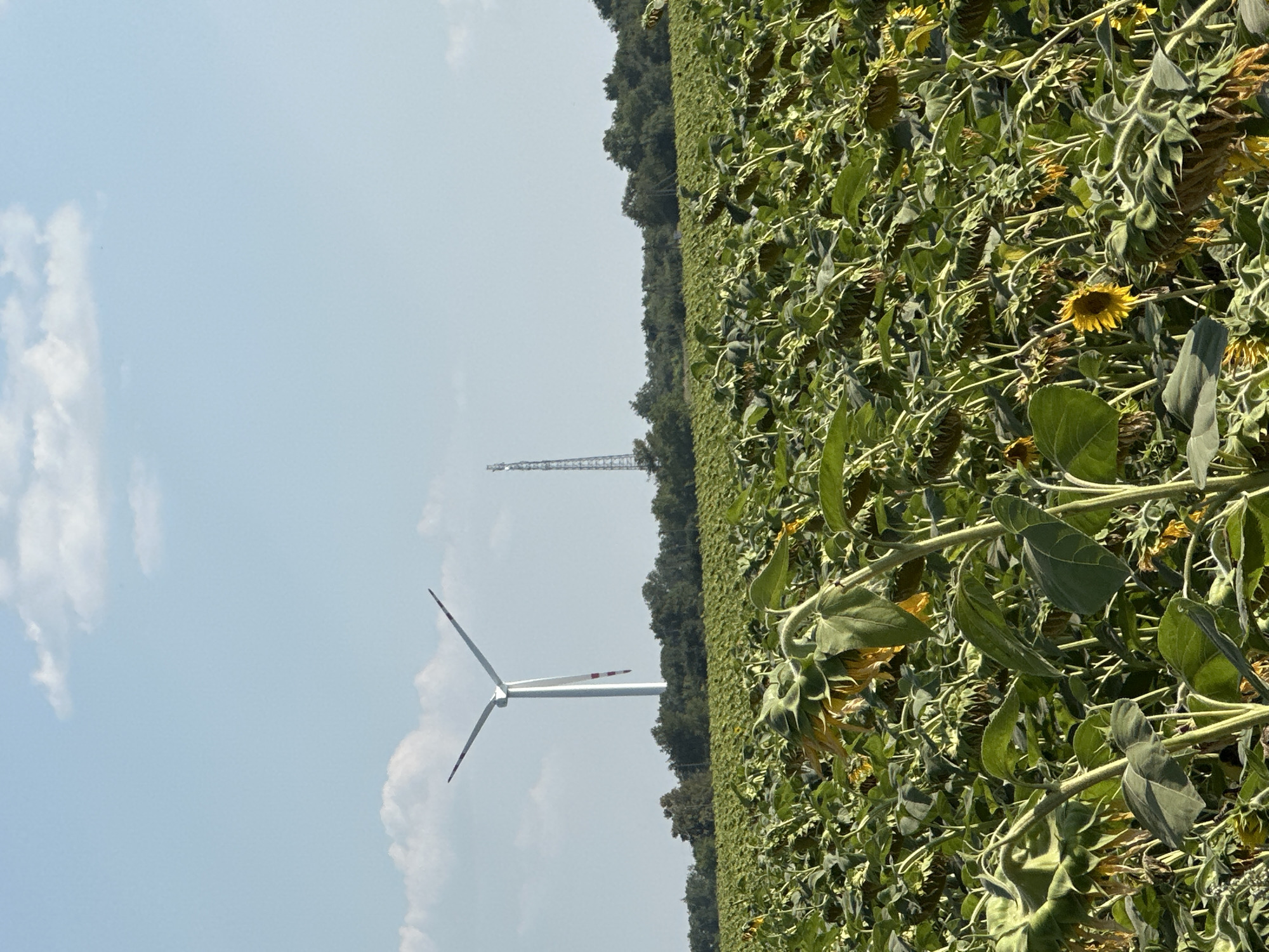 A wide-angle, full shot captures a sunflower field in Korchivka, Ukraine, under a bright, partially cloudy sky. In the middle ground, a white wind turbine with red accents on its blades stands tall. To its right, a tall, lattice-like communication tower is visible. The foreground is dominated by a dense field of sunflowers, many of which are wilting and drooping, with their heads facing downwards. The leaves and stems are green and lush, contrasting with the faded yellow of the sunflower petals. A line of dark green trees forms the horizon behind the field. The overall impression is one of agricultural landscape with signs of modern infrastructure.