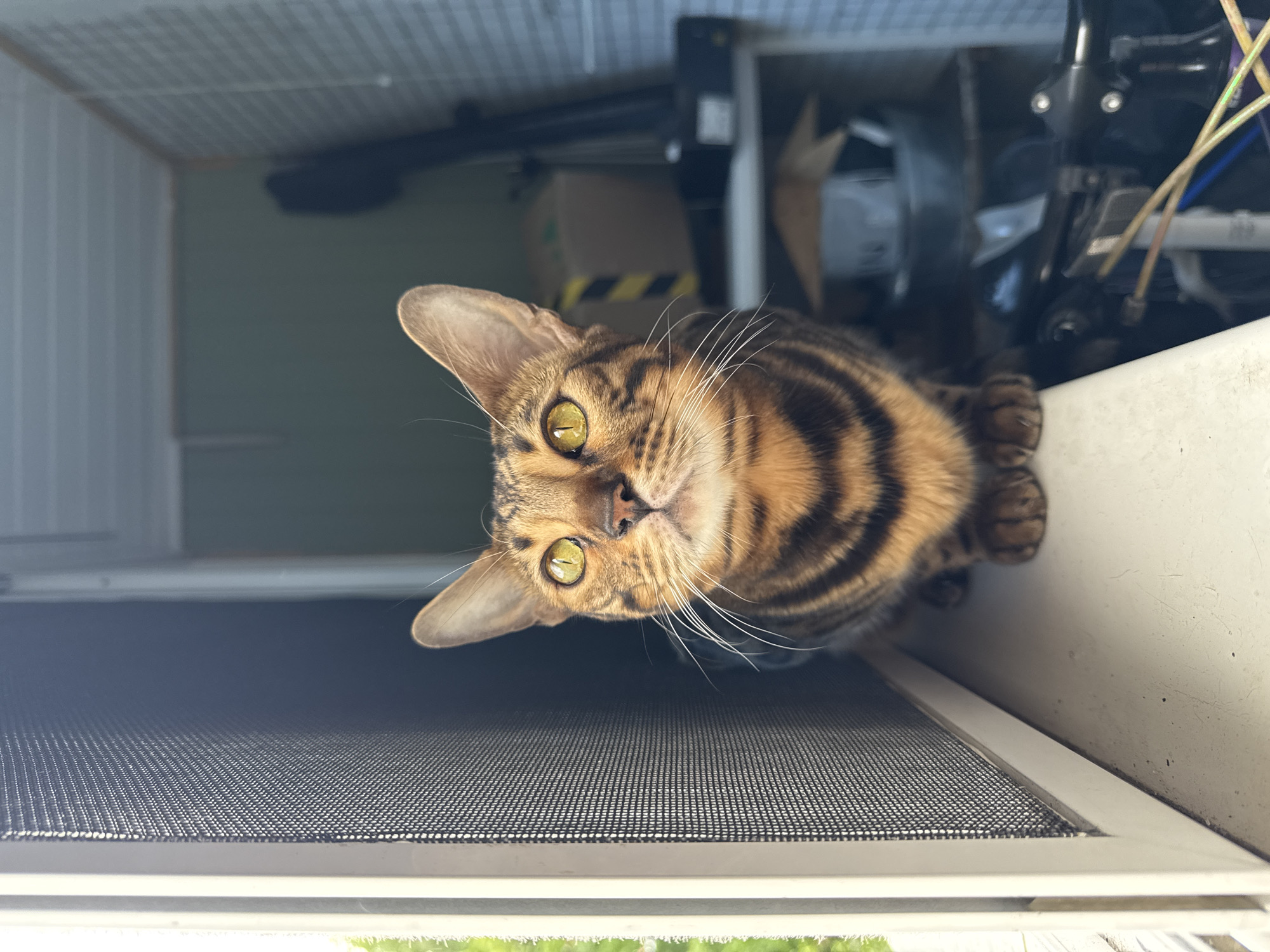 A close-up, eye-level shot shows a Bengal cat sitting on a white ledge in front of a screen window. The cat is looking up and to the left with its mouth closed and its ears perked. Its fur is a mix of brown and black stripes. Behind the cat, shelves are visible, holding various items including boxes, containers, and what appears to be a bicycle. The background is dimly lit.