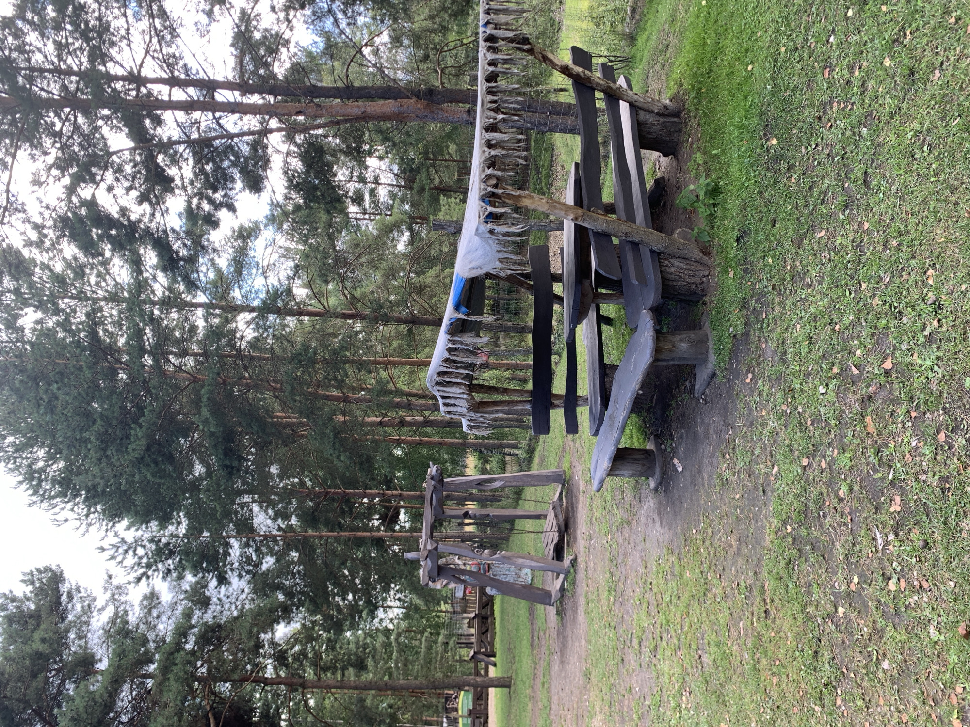 An outdoor picnic area is depicted in a forest setting. The scene features a wooden picnic table with benches under a covered canopy, and a wooden swing set. The picnic table and benches are made from dark wood and appear rustic, with the table supported by tree stumps and the benches also resting on wooden supports. The canopy is made of a white tarp with a blue lining underneath, adorned with a fringe of what appear to be dried reeds or grasses. The swing set is also constructed from rough-hewn wood, with a plank seat suspended by chains. In the background, tall pine trees dominate the landscape, creating a dense forest environment. The ground is a mix of dirt and grass, with scattered fallen leaves. The overall atmosphere is natural and somewhat secluded, suggesting a place for outdoor recreation. There are no people visible in the image. The location is identified as Baranavichy, Belarus.