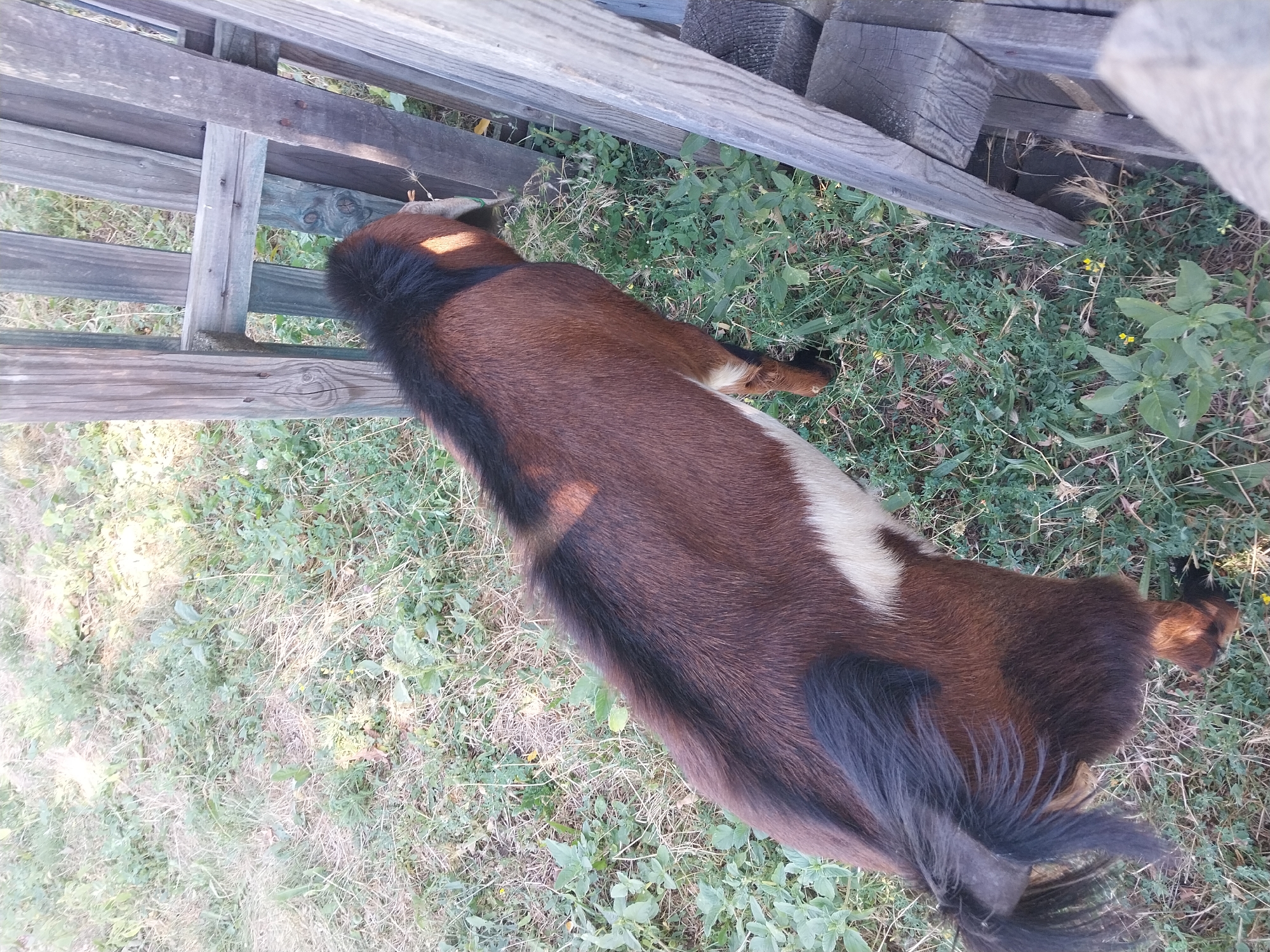 A brown and white goat is standing in a grassy area next to a wooden fence. The goat has black fur along its back and a dark, bushy tail. The fence is made of weathered wooden planks, some of which appear to be in disrepair. The ground is covered in dry grass and small green plants. The scene appears to be outdoors in a rural or semi-rural setting. The location is identified as Turove, Ukraine.