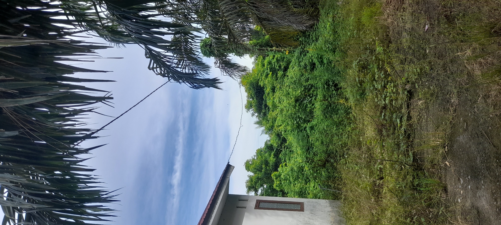 The image depicts an outdoor scene in Buketteukuh, Indonesia. The view is framed by foliage, including palm trees on the left. A building is partially visible at the bottom center, featuring a small window with a brown frame. The sky is visible with scattered clouds. On the right, there's dense green vegetation and a dirt path or ground. A utility wire stretches diagonally across the sky.