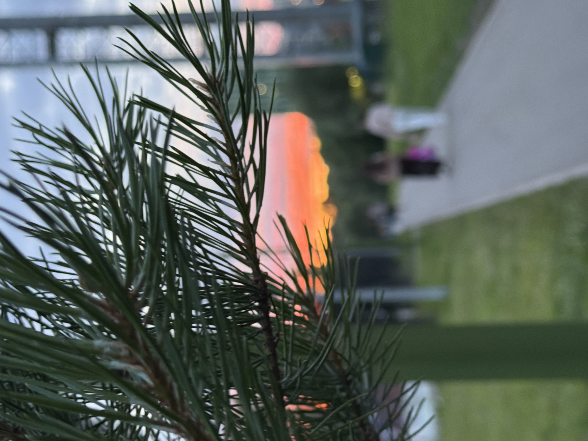 A close-up shot of a pine branch is in the foreground, with its needles sharp and detailed against a blurred background. The branch is green with brown stem-like structures. Behind the pine branch, the background depicts a soft focus scene of an outdoor area, likely a park or residential complex. A paved walkway runs diagonally across the image, bordered by green grass. In the distance, there are blurred figures of people, suggesting a public space where people are present. The lighting in the background indicates it is either dusk or dawn, with a prominent orange and pink glow suggesting a sunset or sunrise. The sky appears overcast, contributing to the soft, diffused light. The overall mood is peaceful and serene, with the sharp detail of the pine needles contrasting with the dreamy quality of the background. The location context provided is Kazan, Russia.