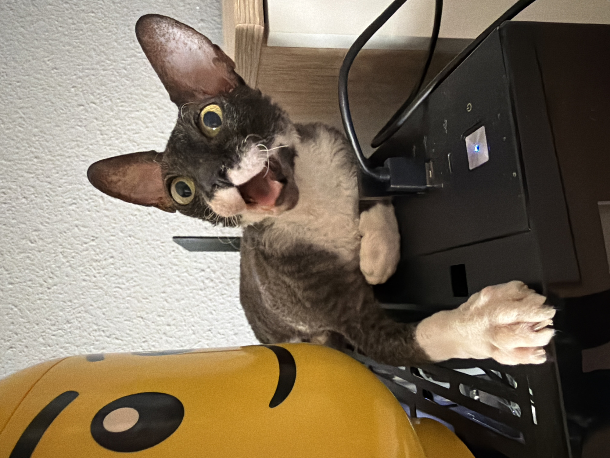 A dark and white-furred Sphynx cat with large ears and yellow eyes is perched on top of a black electronic device, possibly a computer tower, with its mouth open in a meow or yawn. To the left of the cat is a large yellow object that resembles a Lego figure's head, also partially visible. The cat's front paws are resting on the device, and one paw is extended forward, showing its claws. Black cables are connected to the device, and a small blue indicator light is visible on its surface. The background consists of a textured white wall and a wooden surface on the right side of the frame. The scene appears to be indoors, with artificial lighting. There is no indication of the location within the city of Yekaterinburg, Russia.