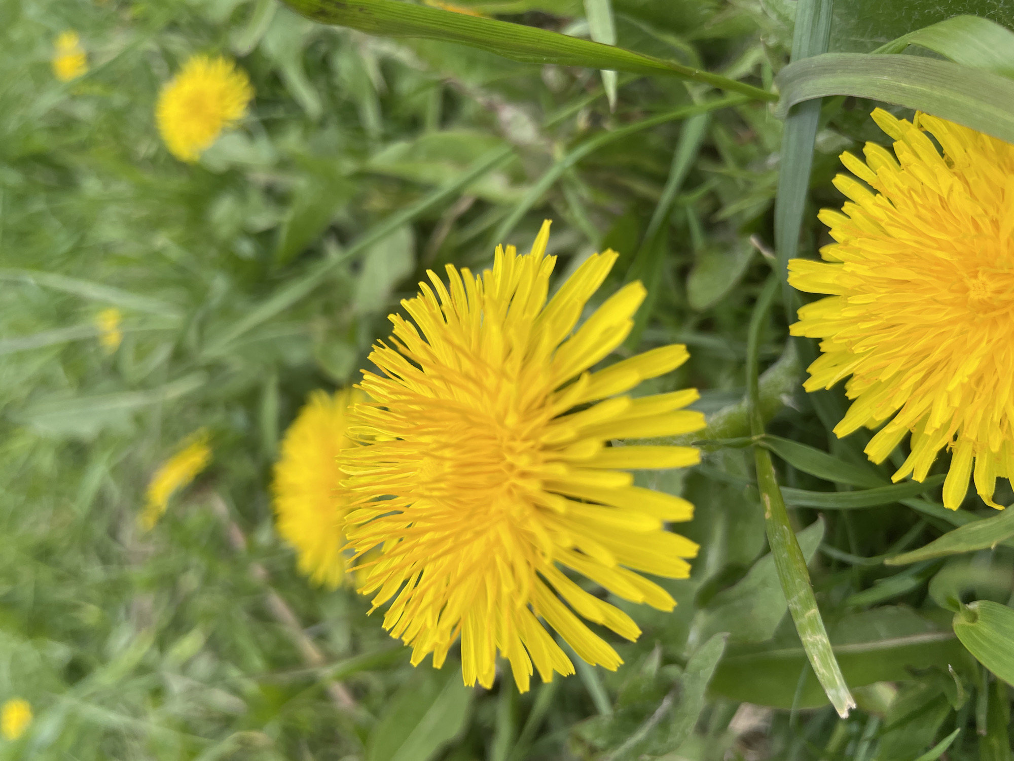 The image depicts a close-up view of several yellow dandelions in a grassy area. The flowers are in various stages of bloom, with some fully open and others partially closed. The background consists of green grass and other vegetation. The location and city are unknown.