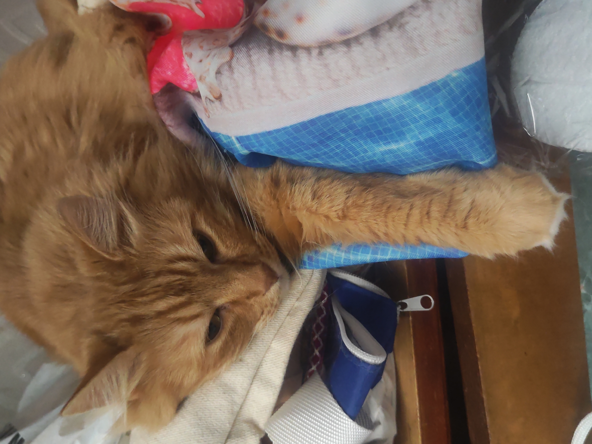 An orange tabby cat is lying among various items. The cat is mostly in the lower left of the frame, with its head at the bottom, angled slightly towards the top left. Its front right paw extends to the upper right of the frame. The cat appears relaxed and is resting among a mixture of objects including bedding with a blue and white design, a pink and white patterned item, and a blue zippered pouch. The composition is close-up, and the setting appears to be indoors. It is not possible to determine a location in Pushkin, Russia, from the image.