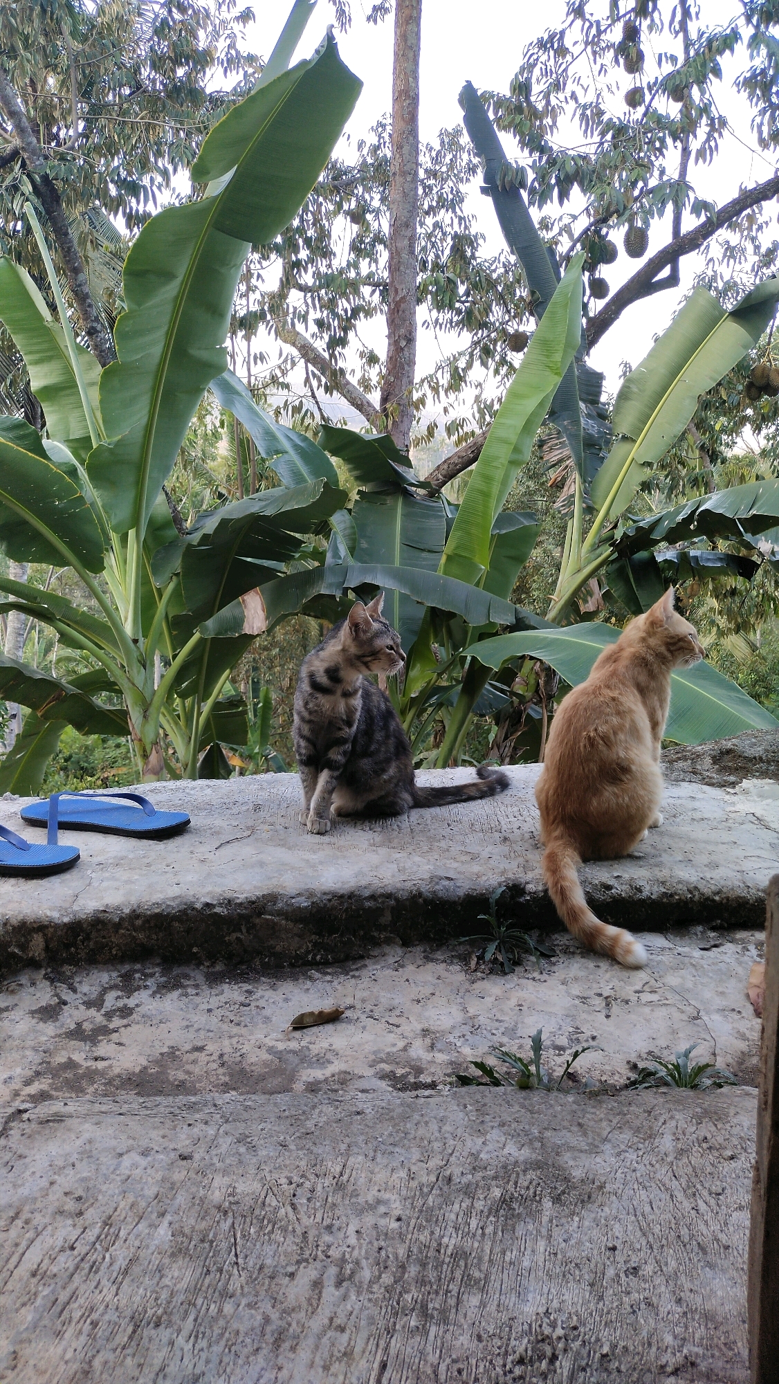 Two cats, one tabby and one orange, are sitting on a concrete ledge. The tabby cat is on the left, facing left. The orange cat is on the right, facing right. Behind them are large banana leaves and trees with durian fruit. A pair of blue flip-flops is on the left side of the ledge. The scene appears to be outdoors, likely in a residential area in Klungkung, Indonesia.