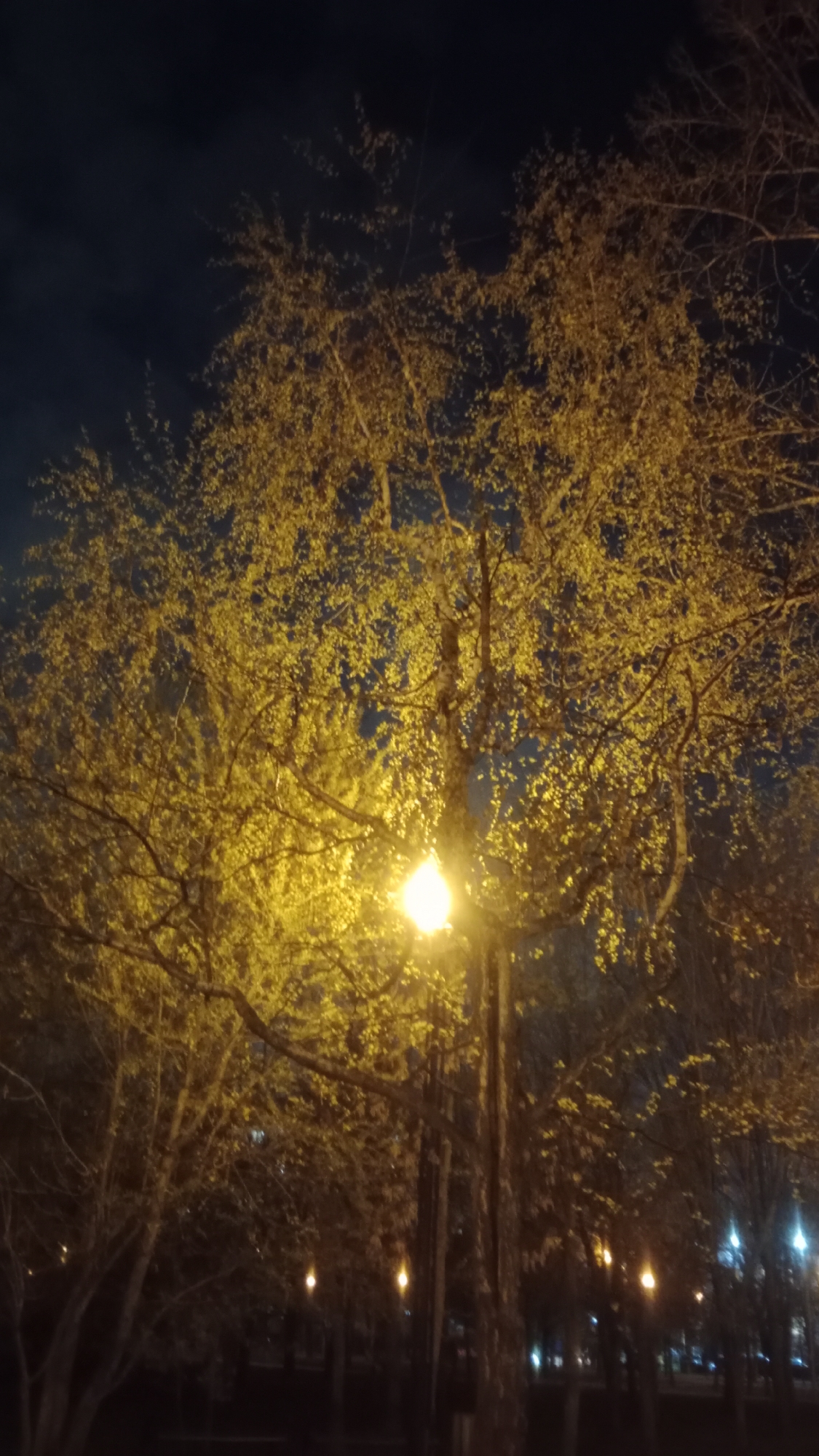 The image depicts a serene nocturnal scene, likely set in a park or along a tree-lined avenue in Moscow, Russia. A prominent streetlamp, positioned slightly right of the center, emits a strong, warm yellow light. This artificial illumination intensely bathes the dense canopy of a large tree, causing its numerous small leaves to glow a vibrant golden-yellow against the dark, deep blue-black night sky. Faint suggestions of clouds are visible in the upper sky.
Surrounding the main illuminated tree, other trees extend into the background and sides, appearing darker and less detailed. Some of these trees seem to have bare branches, while others show sparse foliage, receding into the evening obscurity. In the lower right background, several smaller, more distant light sources, possibly other streetlamps, appear as glowing points, hinting at a broader urban or park environment.
No people are visible, and no specific activities are taking place; the scene captures a moment of tranquil stillness. The photograph primarily focuses on the interplay of artificial light with natural elements in the darkness. There is no visible text present in the image.