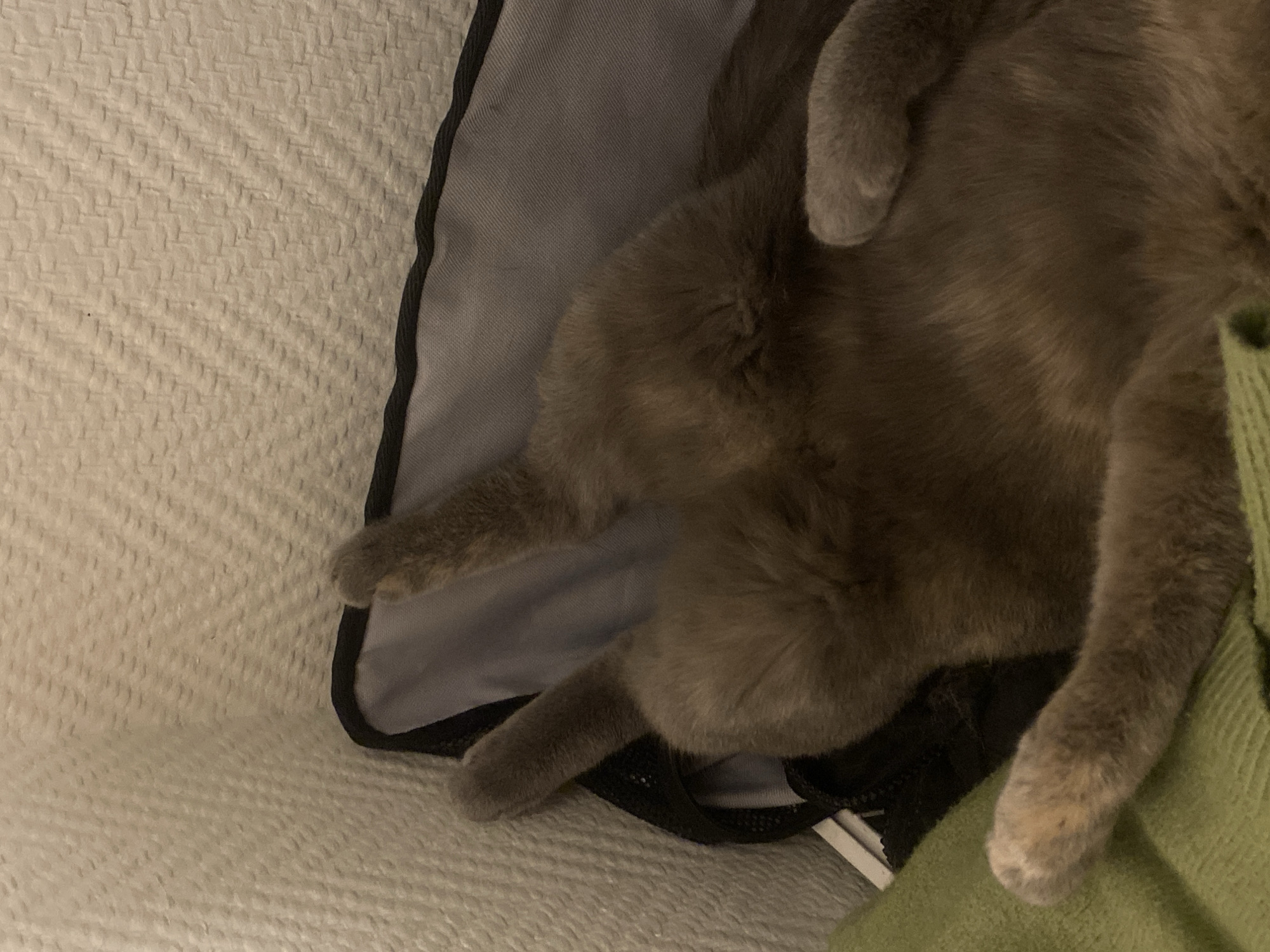 The image shows a domestic cat relaxing indoors in Björklinge, Sweden. The cat, predominantly covered in brownish-grey fur with lighter, possibly cream or peach-toned patches on its belly and paws, is lying on its back or side. Its posture suggests it is deeply asleep or very relaxed, with its belly exposed.
The cat rests partially on a grey fabric item, possibly a small bag or laptop sleeve, which features a black trim or zipper along its edge. To the left, a white, textured blanket or bedspread with a distinct waffle or basketweave pattern covers the surface. To the right and partially beneath one of the cat's paws, a green knitted or ribbed fabric, likely another blanket or article of clothing, is visible.
The lighting is dim, indicating an evening or nighttime setting, or an indoor area with soft, artificial illumination. The scene conveys a sense of comfort and peacefulness. No visible text is present in the image.