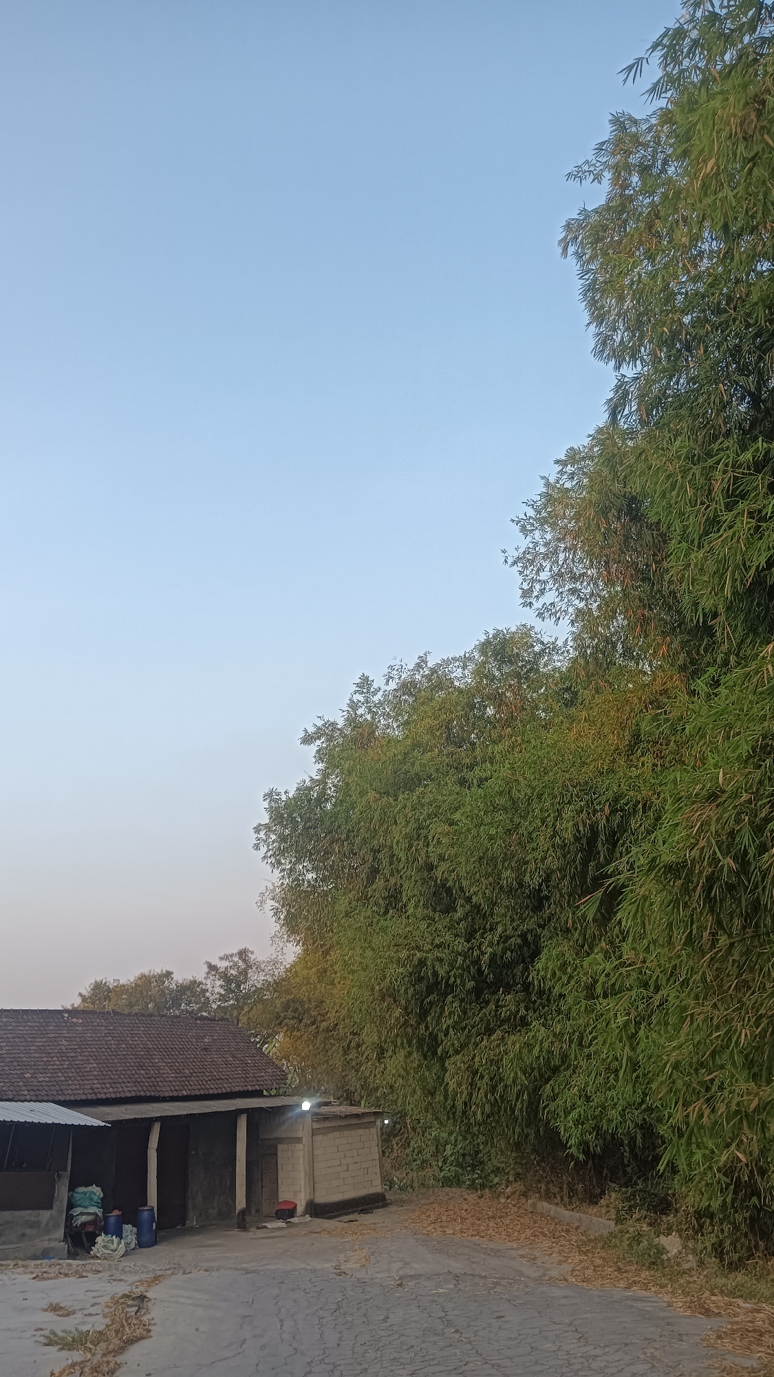 An outdoor, vertical, medium shot shows a building with a tiled roof and an adjacent structure made of concrete blocks. To the right of the buildings, a dense bamboo forest runs parallel to a paved road. The sky is clear and pale blue, indicating either dawn or dusk. Dried leaves are scattered on the ground. There are no people visible. The scene appears to be located in the vicinity of Tanggan, Indonesia, based on the characteristic landscape and architecture.
