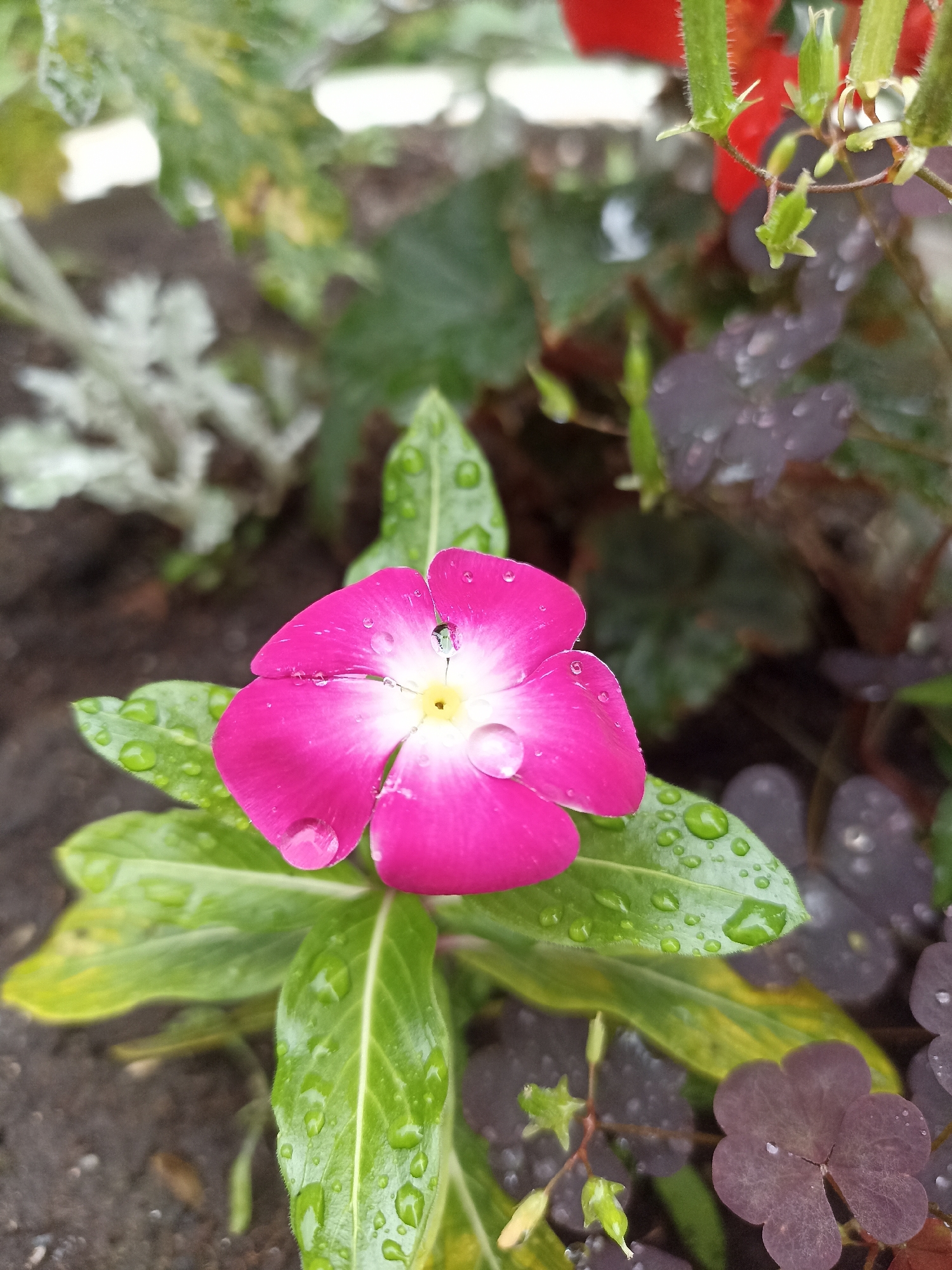 A close-up, vertical, outdoor, eye-level shot captures a vibrant pink periwinkle flower with water droplets on its petals and green leaves. The flower is the central subject, slightly off-center to the left. Its petals are a bright, saturated pink, fading to white at the center where a small, light-colored insect is perched. Several translucent water droplets are visible on the petals, the largest of which sits prominently on the upper right petal, reflecting the surrounding environment. The green leaves are also speckled with water droplets, some appearing as perfectly round spheres, others as streaks. The background is a blur of green and dark foliage, suggesting a garden setting. To the right of the periwinkle, dark purple, clover-like leaves are visible, also holding small water droplets. The ground, a dark, textured surface likely soil, is visible at the bottom of the frame. The lighting suggests it is daytime, possibly after rain, with soft illumination highlighting the wet surfaces. The scene is devoid of any human presence or man-made structures beyond what would be expected in a garden. The location is not specified in the image, but the description does not include any identifiable elements linking it to Novosibirsk, Russia.