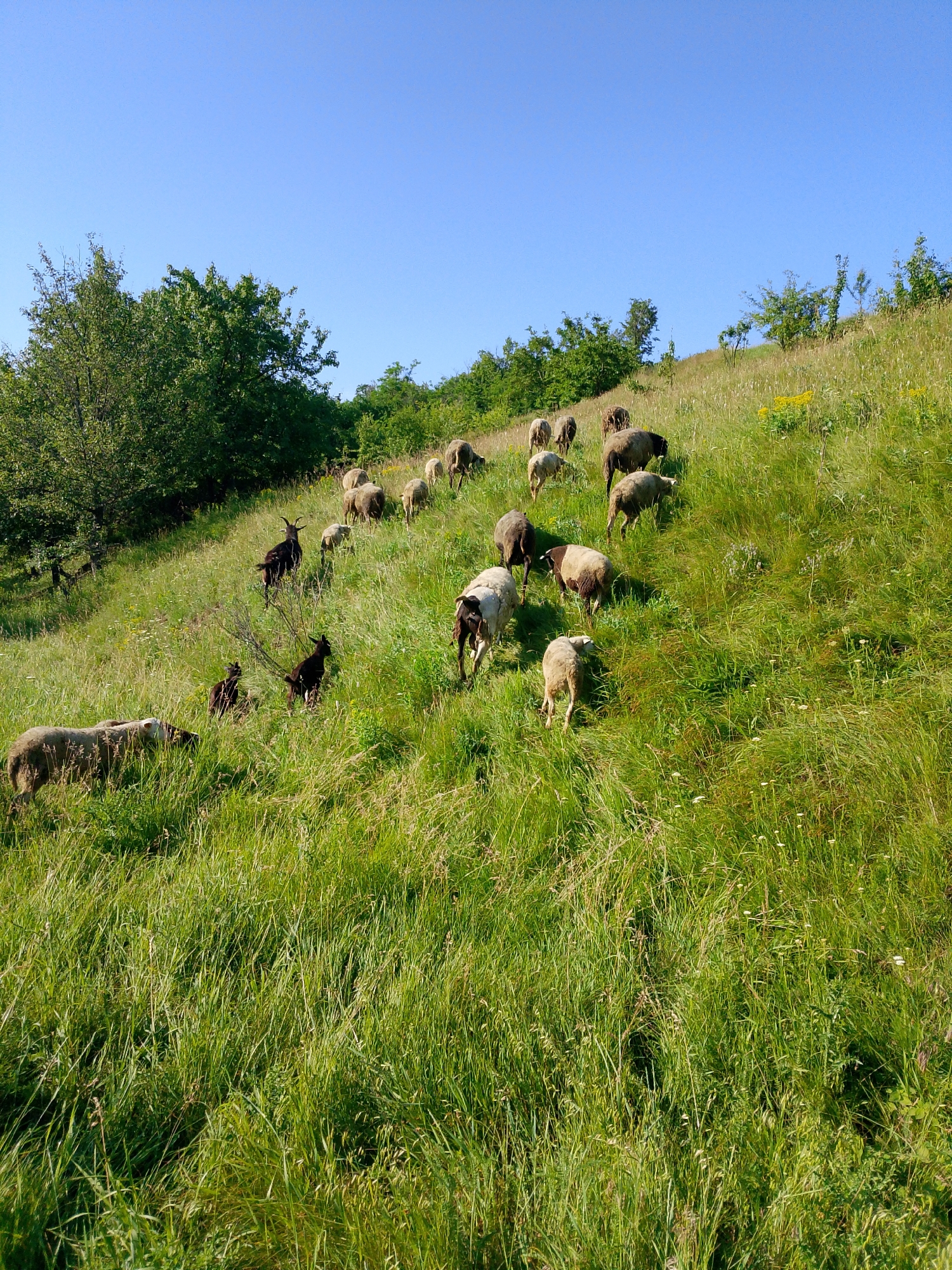 A flock of sheep and two goats graze on a grassy hillside under a clear blue sky. The sheep, of various colors including white, brown, and gray, are scattered across the slope, some grazing, others walking uphill. The goats, one black and one dark brown with horns, are also on the hillside, with the black goat standing more prominently. The terrain is covered in lush green grass and some smaller plants. In the background, trees form a dense line along the top of the hill. The image captures a pastoral scene in a rural or natural environment.