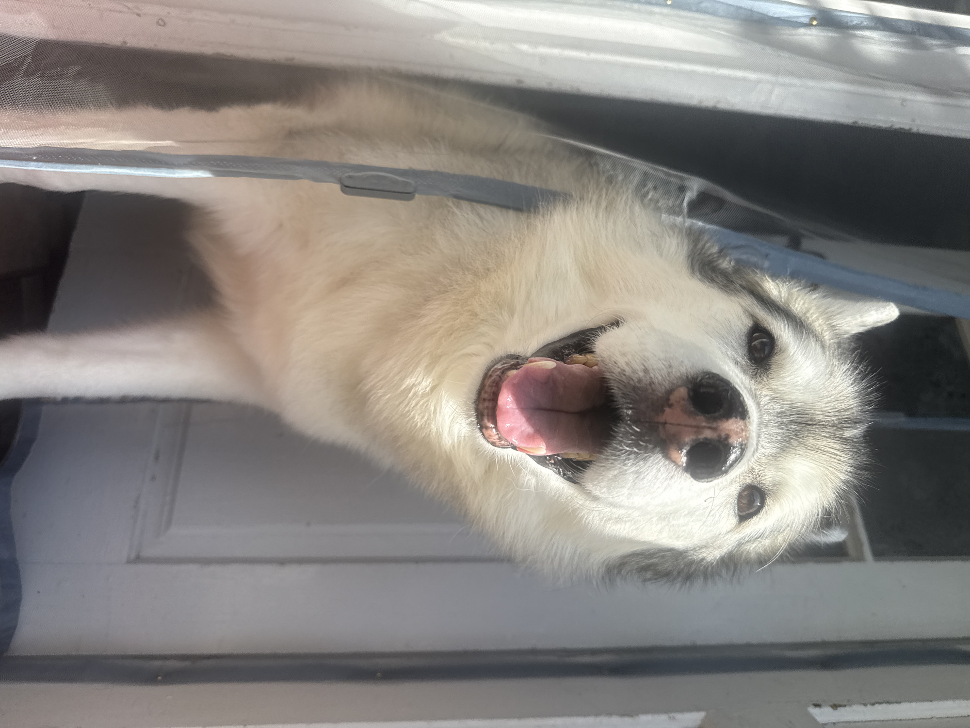 A Siberian husky with a black and white coat and dark eyes stands behind a screen door and looks forward with its mouth open and tongue out, appearing to pant. The dog's nose is pink and wet. The background consists of a white door and a light-colored wall. The scene is illuminated by bright sunlight, casting shadows and creating a high-contrast effect.