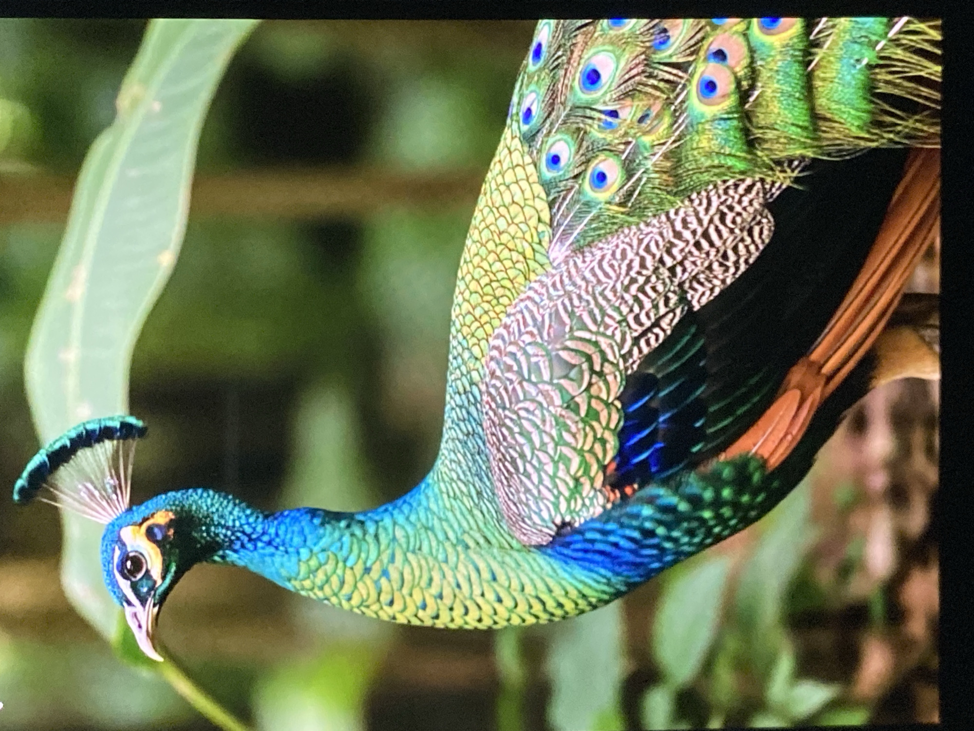 A close-up, side-profile shot captures a male green peafowl (Pavo muticus) standing in a natural, leafy environment. The bird is predominantly colored in iridescent blues and greens, with streaks of yellow on its neck and back. Its eye is dark with a striking yellow ring, and it sports a distinctive crest of feathers on its head. The peafowl's plumage is richly textured, with individual feathers clearly defined. In the background, lush green foliage and a tree trunk create a forest-like setting, with soft light filtering through. The image is tightly framed, focusing on the peafowl's upper body and tail feathers, which are fanned out slightly and adorned with the characteristic "eyes" of blue and green. No people or human activity are visible in the image. The location in Tebel, Indonesia is not specified within the image itself or its context.