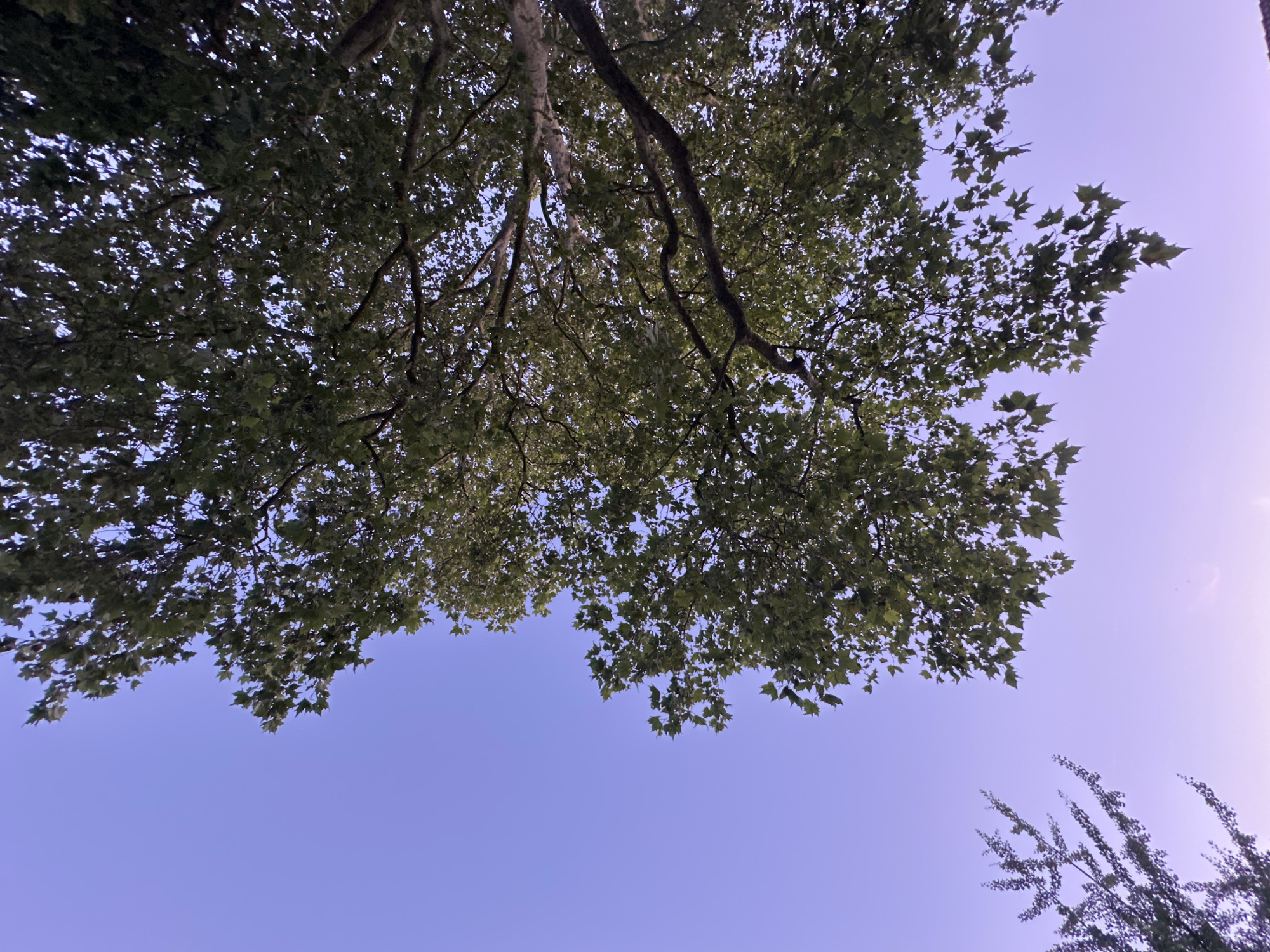 The image shows a view looking up through the branches of trees against a twilight sky. The sky transitions from a light blue at the top to a soft purple at the bottom. The branches are covered in green leaves. In the lower left of the image, another tree with finer branches and sparser foliage is visible. There are no people or animals present. The scene appears to be outdoors in a natural setting within the city of Krefeld, Germany, possibly a park or a street lined with trees. The lighting suggests it is either early morning or late evening.
