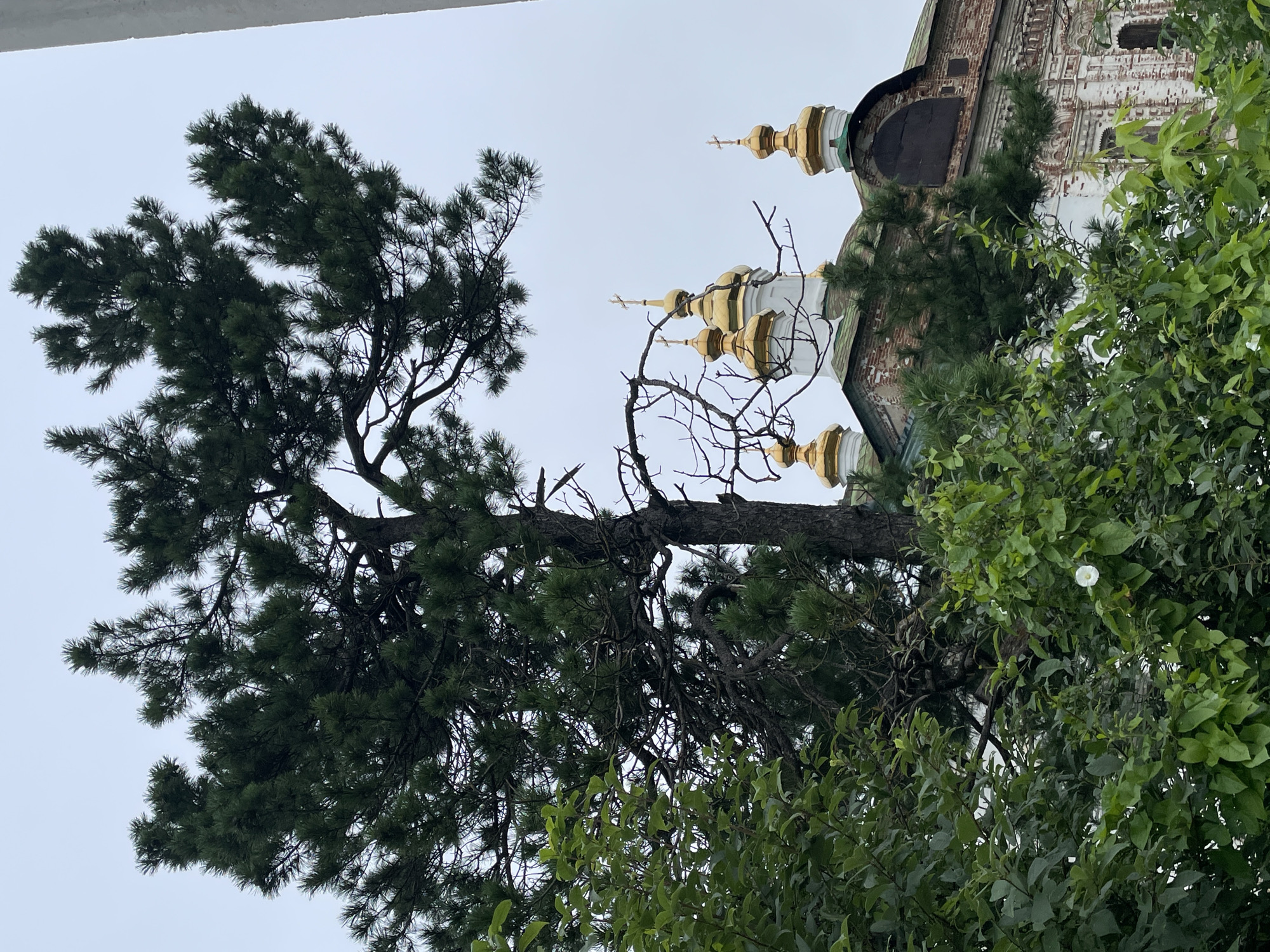 A pine tree with dark green needles is in the foreground, its branches spread wide against a pale, overcast sky. Behind the tree, the golden domes of an Orthodox church rise above the foliage. The church has a weathered brick facade with white architectural details. Lush green bushes and leaves are visible in the lower portion of the image. The scene appears to be in Кстинино, Russia.
