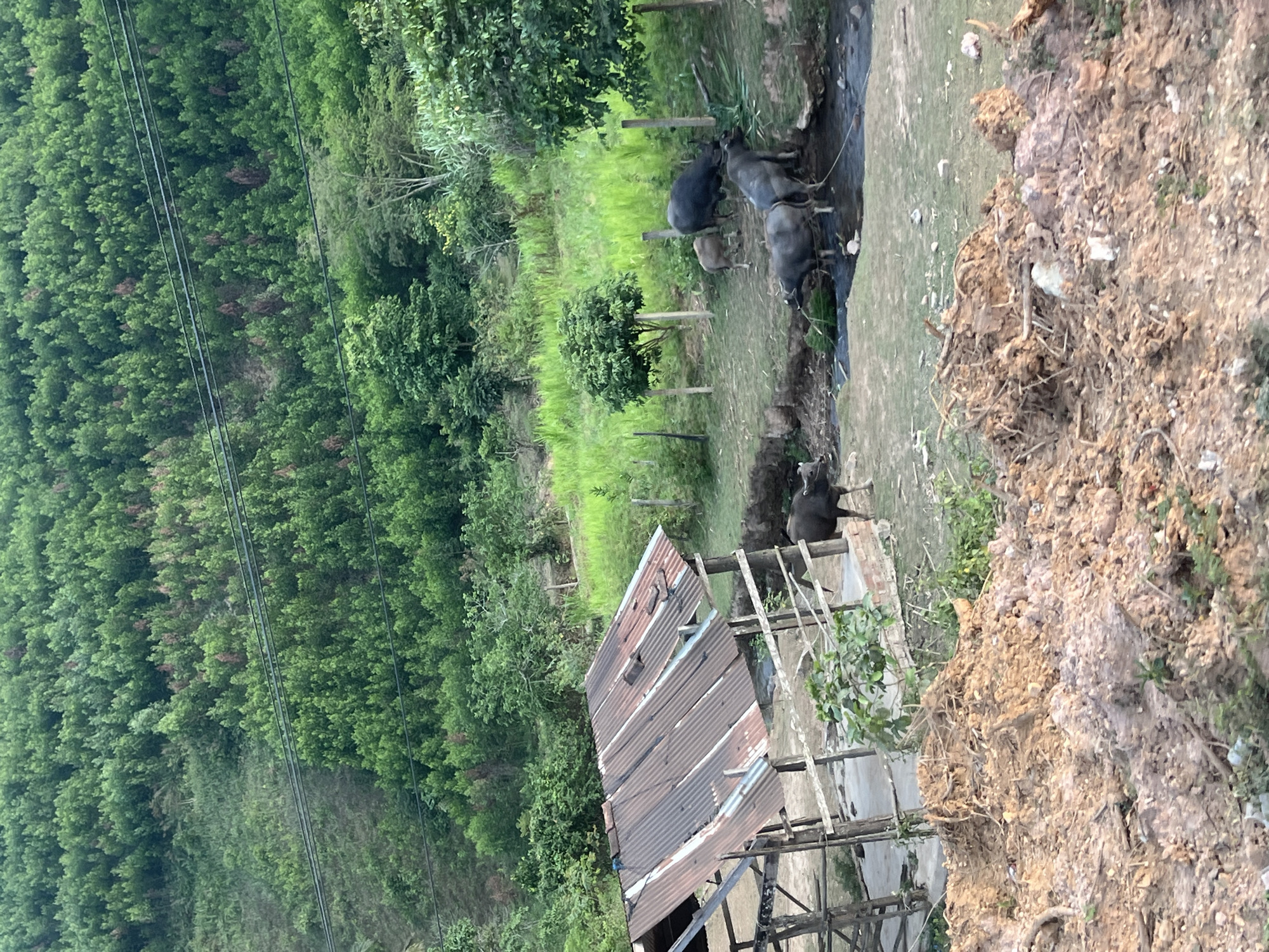 The image shows a rural scene in Aê Thi, Vietnam. Dense green forest occupies the left side of the frame, with power lines running vertically along the edge. To the right of the forest, there is a small, dilapidated wooden structure with a rusty, corrugated metal roof. Adjacent to this structure, a muddy bank slopes down to a shallow body of water, where several dark-colored water buffalo are gathered, partially submerged. The ground on the far right is composed of loose soil and vegetation. The scene appears to be taken from an elevated perspective, looking down on the landscape.