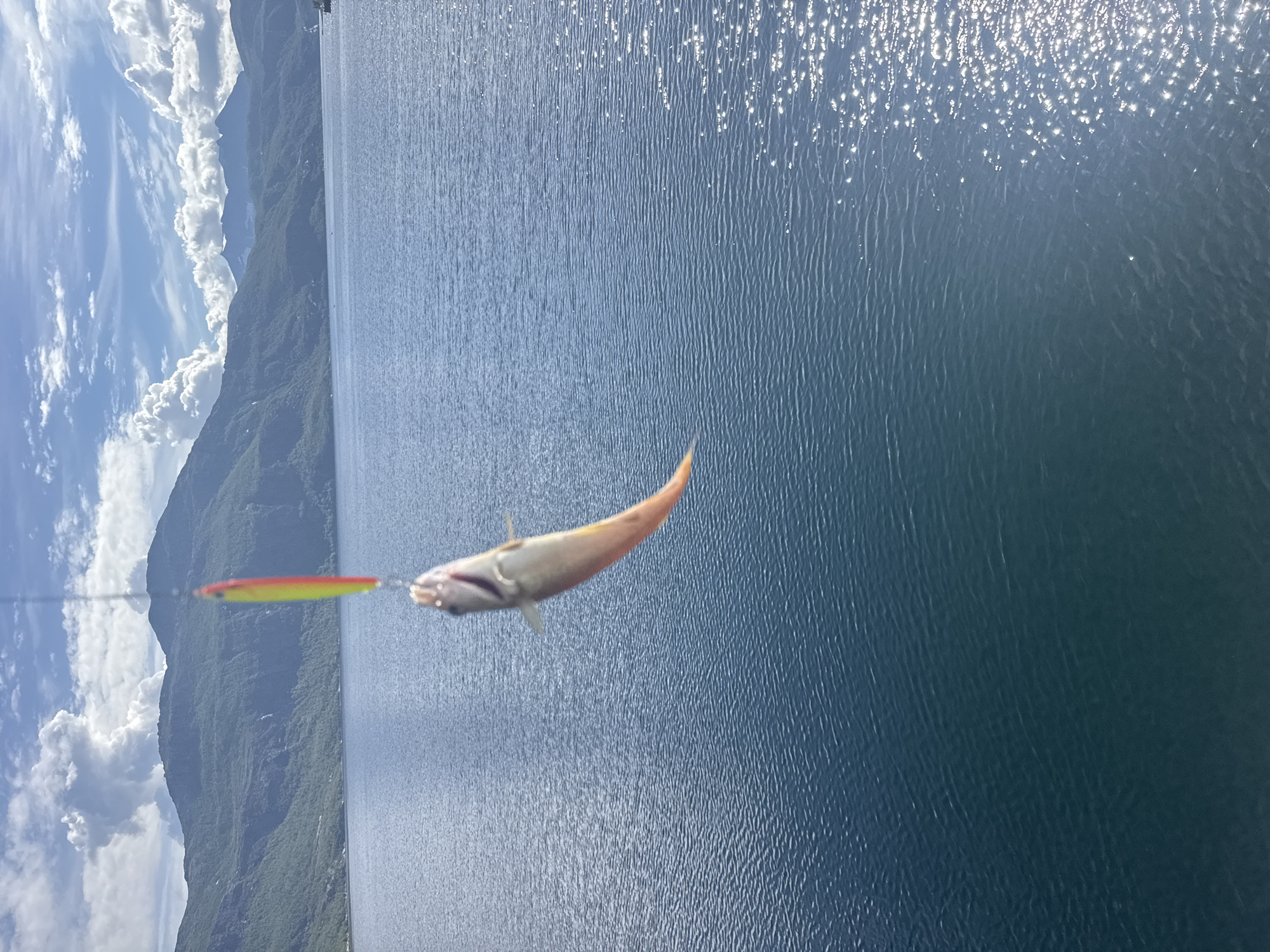 A small fish, its body a pale pink and yellow, is suspended in the air, hooked on a fishing lure that is red and yellow. The fish's mouth is slightly open, and its eye is visible. Behind the fish, a vast expanse of deep blue water stretches out, its surface rippled and reflecting the bright sunlight, creating a shimmering effect. In the distance, a mountainous landscape dominates the background. The mountains are covered in lush green vegetation, with streaks of lighter color suggesting either terrain variations or perhaps some remnants of snow. The sky above is a vibrant blue, dotted with fluffy white clouds, some of which appear to be towering cumulus formations, casting shadows on the mountains. A thin fishing line is visible extending from the left side of the frame, suggesting the fish has just been caught. The overall scene evokes a sense of a bright, sunny day, likely late morning or early afternoon given the intensity of the sun's reflection on the water. The location appears to be a serene, natural setting, possibly a fjord or a large lake in a mountainous region, consistent with Inndyr, Norway. The image captures a moment of successful fishing in a picturesque natural environment. No text is visible in the image.
