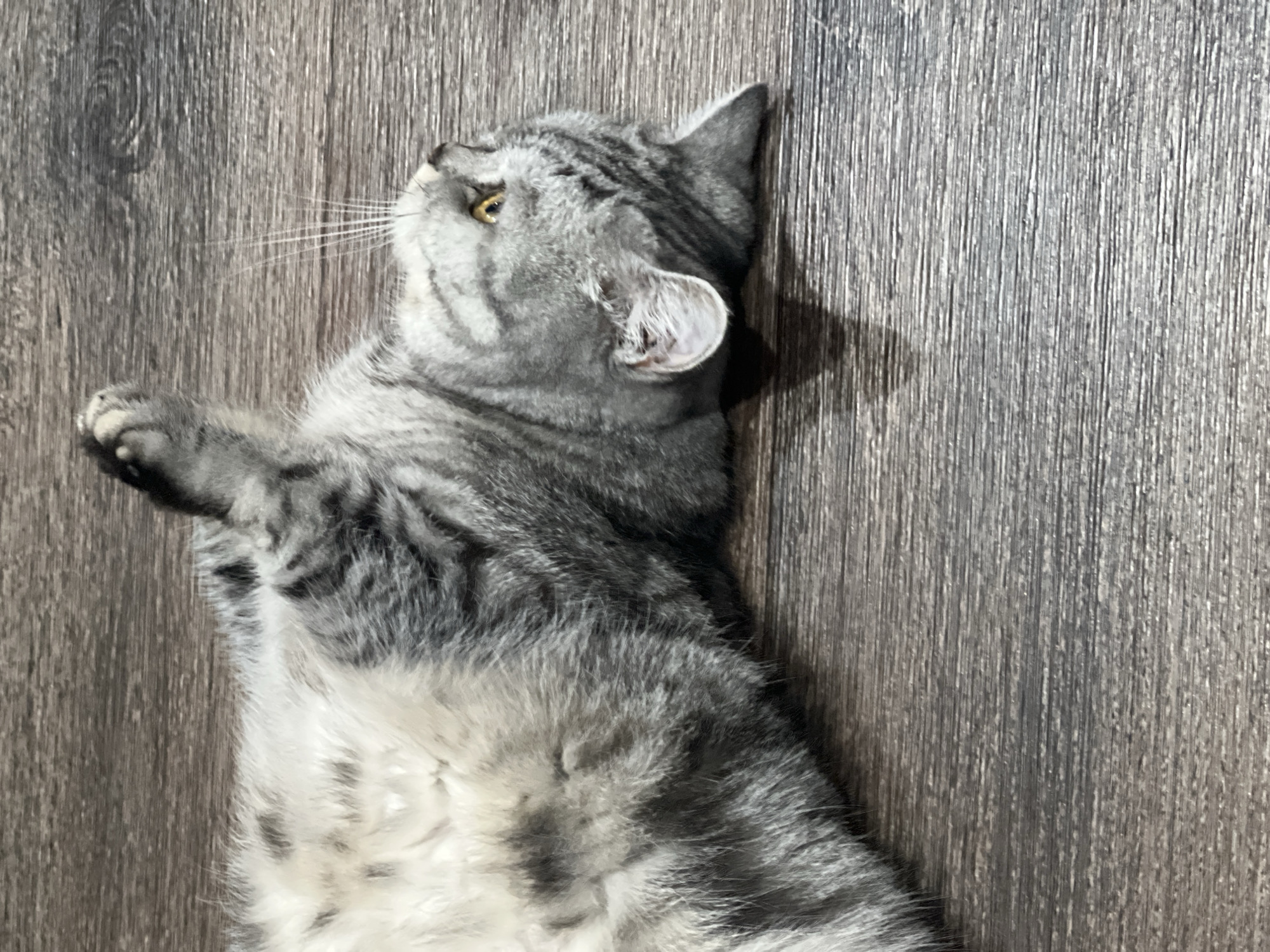 A gray tabby cat is lying on its back on a wood-grain surface. The cat is positioned diagonally in the frame, with its head near the top left and body extending towards the bottom right. The cat's paws are raised, and it is looking upwards. The background appears to be a wood floor or similar surface with vertical grain patterns. The lighting creates a shadow beside the cat. No city or location details are discernible from the image.