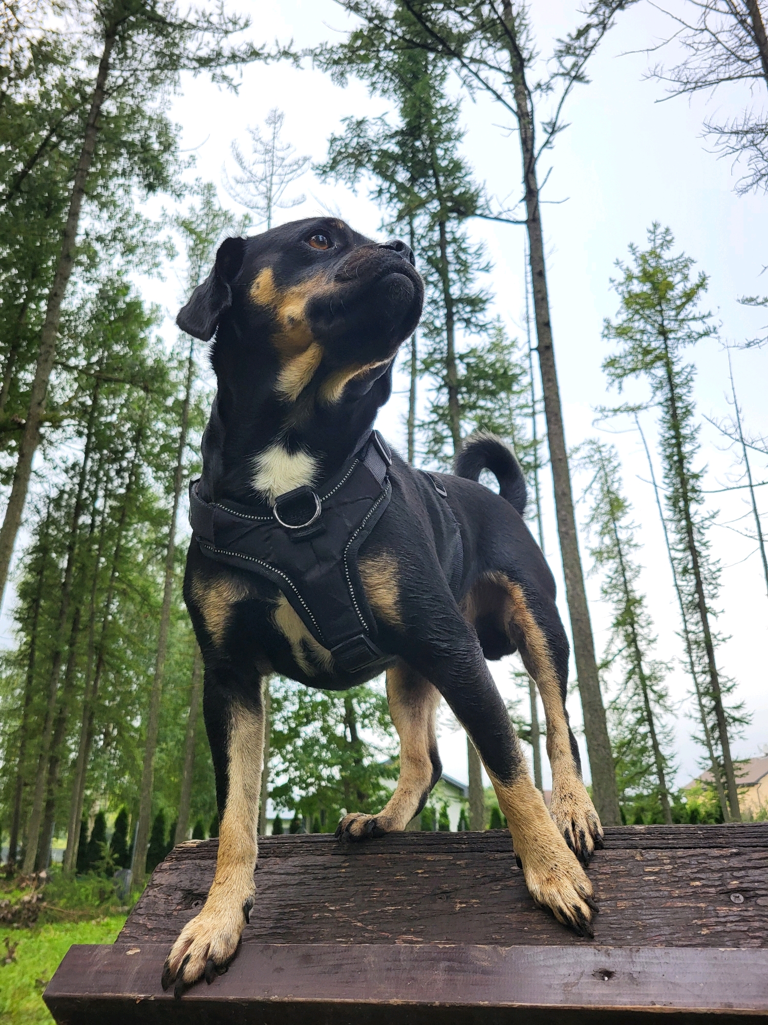 A medium-sized dog with black and tan fur is standing on a wooden structure in a wooded area. The dog is facing to the right and looking upwards. It is wearing a black harness with reflective trim. Tall, thin trees with green needles form the background, with a cloudy sky visible through the branches. In the distance, there are hints of houses and manicured hedges. The lighting suggests it is daytime. The image captures the dog in a natural outdoor environment.