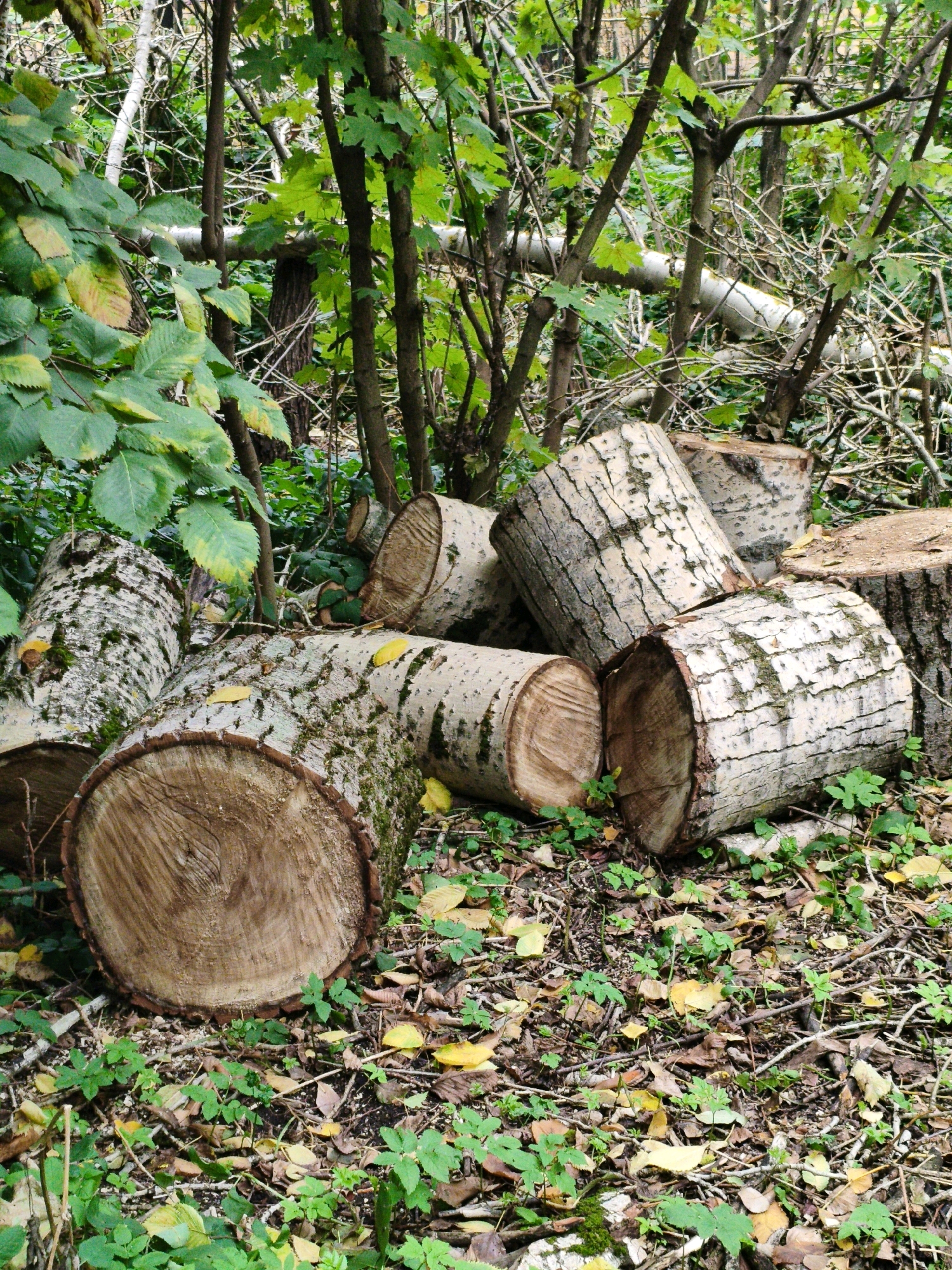 In an outdoor forest environment, a collection of chopped logs is scattered on the ground. The logs vary in size and diameter, with some showing visible rings and bark patterns. Surrounding the logs, the ground is covered in a mix of fallen leaves, twigs, and green vegetation. The background consists of dense trees and foliage, suggesting a wooded area. The lighting indicates it is daytime. There are no people or animals present.
