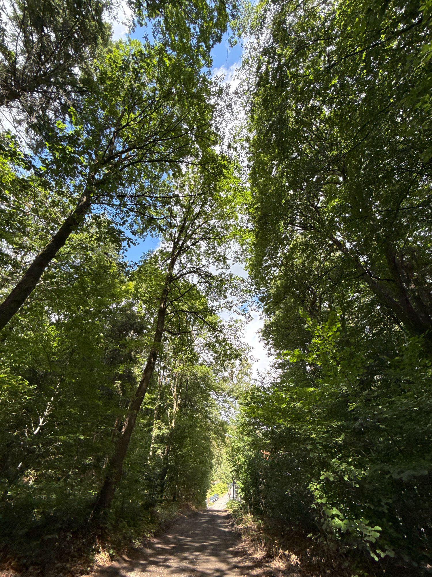 This is a low-angle, wide shot of a dirt path through a forest in Bad Sachsa, Germany. The path is flanked by dense green trees and foliage, with sunlight filtering through the leaves. The sky is visible above, with scattered clouds. The path appears to be a walking or hiking trail. There are no people or animals visible in the image. The overall impression is one of natural beauty and tranquility.