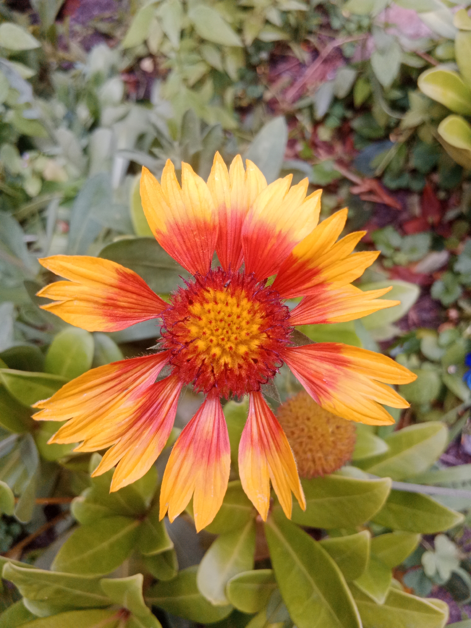 A close-up, top-down view of a single, vibrant Gaillardia flower is centered in the frame. The flower exhibits bi-colored petals, with the inner portions closest to the center being a rich red, transitioning to bright yellow towards the tips. The central disk of the flower is a tightly packed, textured red, surrounded by a fringe of fine, red filaments. The background is a soft blur of green foliage, with hints of darker, possibly reddish-brown, leaves and ground cover. There are no people or animals present in the image. The environment appears to be a garden or a natural outdoor setting. The specific location in Bydgoszcz, Poland, cannot be determined from the image alone.