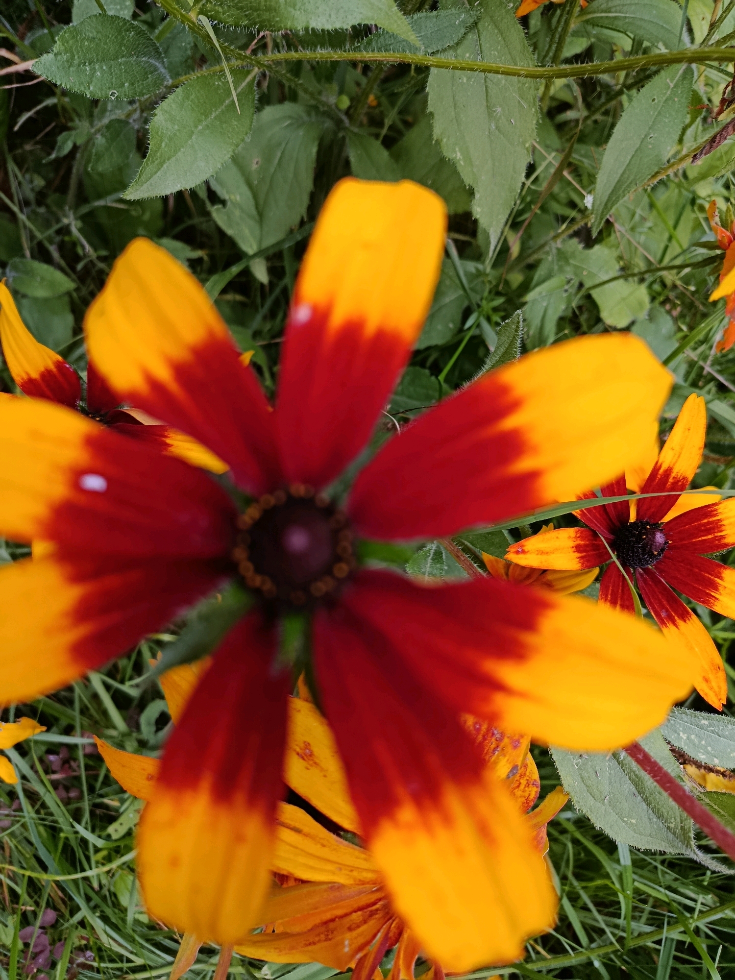 The image shows a close-up, top-down view of several Rudbeckia hirta flowers, commonly known as black-eyed Susans. The flowers have bright yellow petals with a dark red base, and dark brown centers. They are set against a background of green leaves and grass. The flowers are in various stages of bloom, with some fully open and others still developing. The lighting suggests it is daytime, with the sun filtering through the foliage. The overall impression is one of a natural, outdoor setting. The scene is in the city of Верея, Russia. There are no people or animals visible in the image.