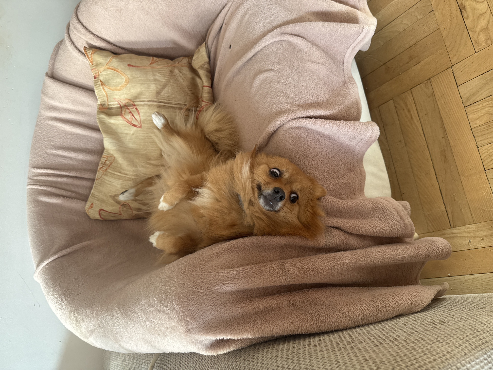 A tan Pomeranian dog lies on its back in a fluffy, mauve-colored dog bed with a tan pillow with a leafy pattern. The dog bed sits on a gray-beige upholstered chair. The background is a light, wood-paneled floor. The location is Sofia, Bulgaria is not identifiable from the details of this image.